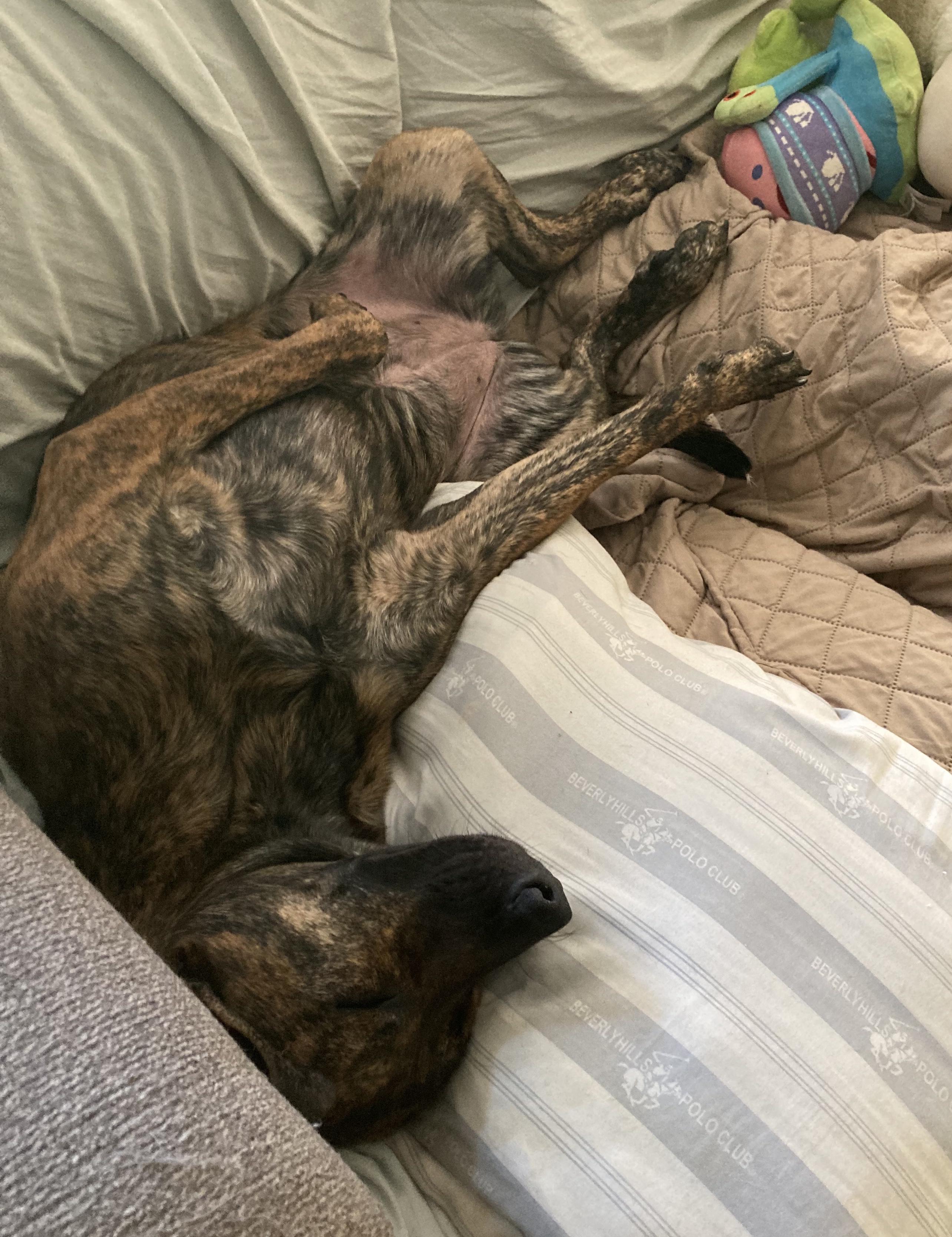 Enlarge Josie, a Adoptable mixed breed in Smithfield, NC image 5/6