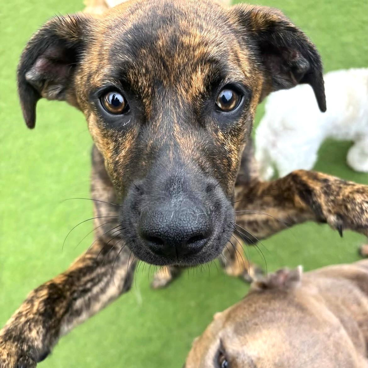 JoJo, ADOPTABLE, Puppy Female Plott Hound.