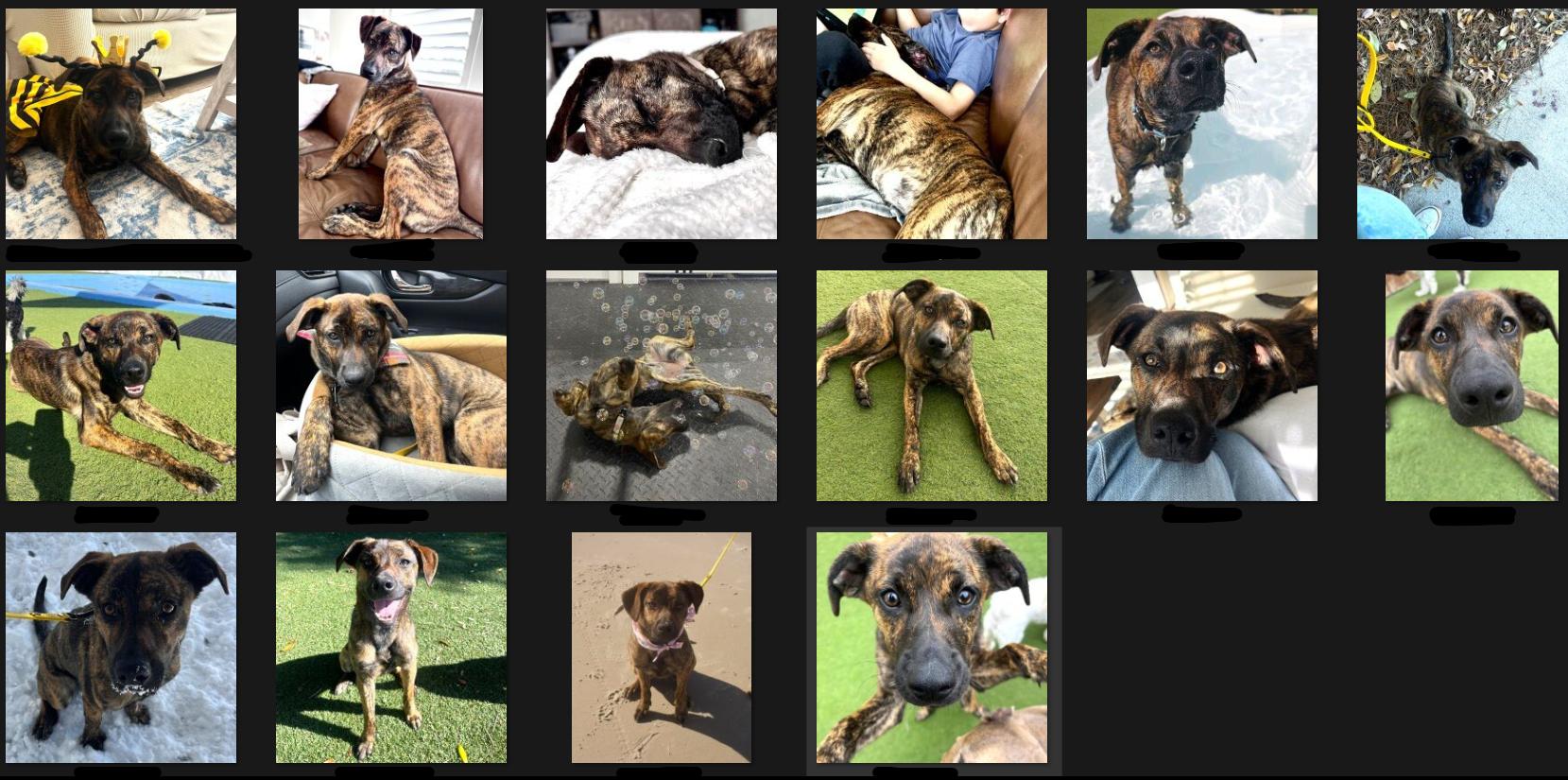 Enlarge JoJo, a ADOPTABLE mixed breed in Smithfield, NC image 6/6