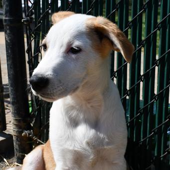 Marvin, Adoptable, Puppy Male Australian Shepherd & Border Collie.