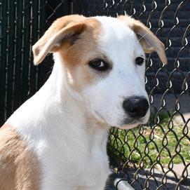 Enlarge Marvin, a Adoptable mixed breed in Johnson City, TN image 2/3