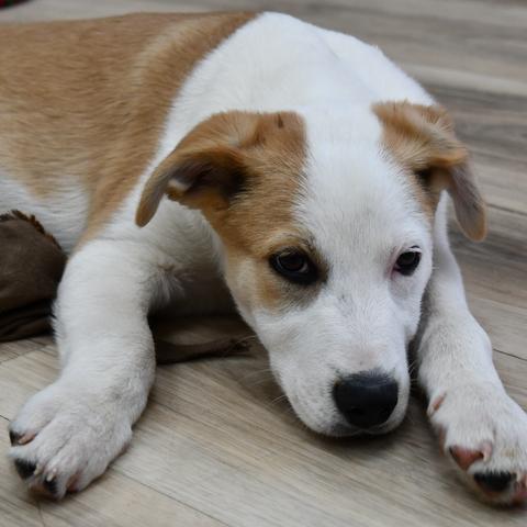 Enlarge Marvin, a Adoptable mixed breed in Johnson City, TN image 3/3