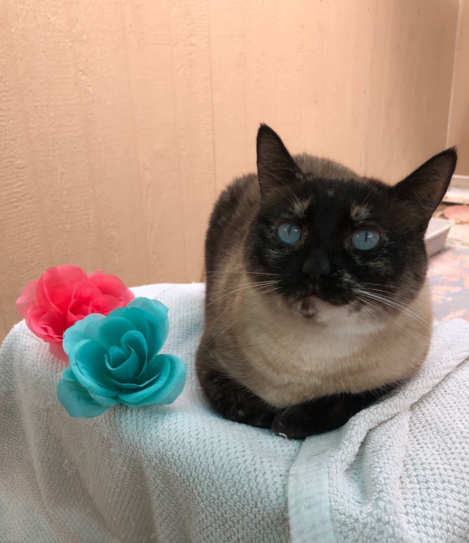Ellie Mae, Adult Female unknown