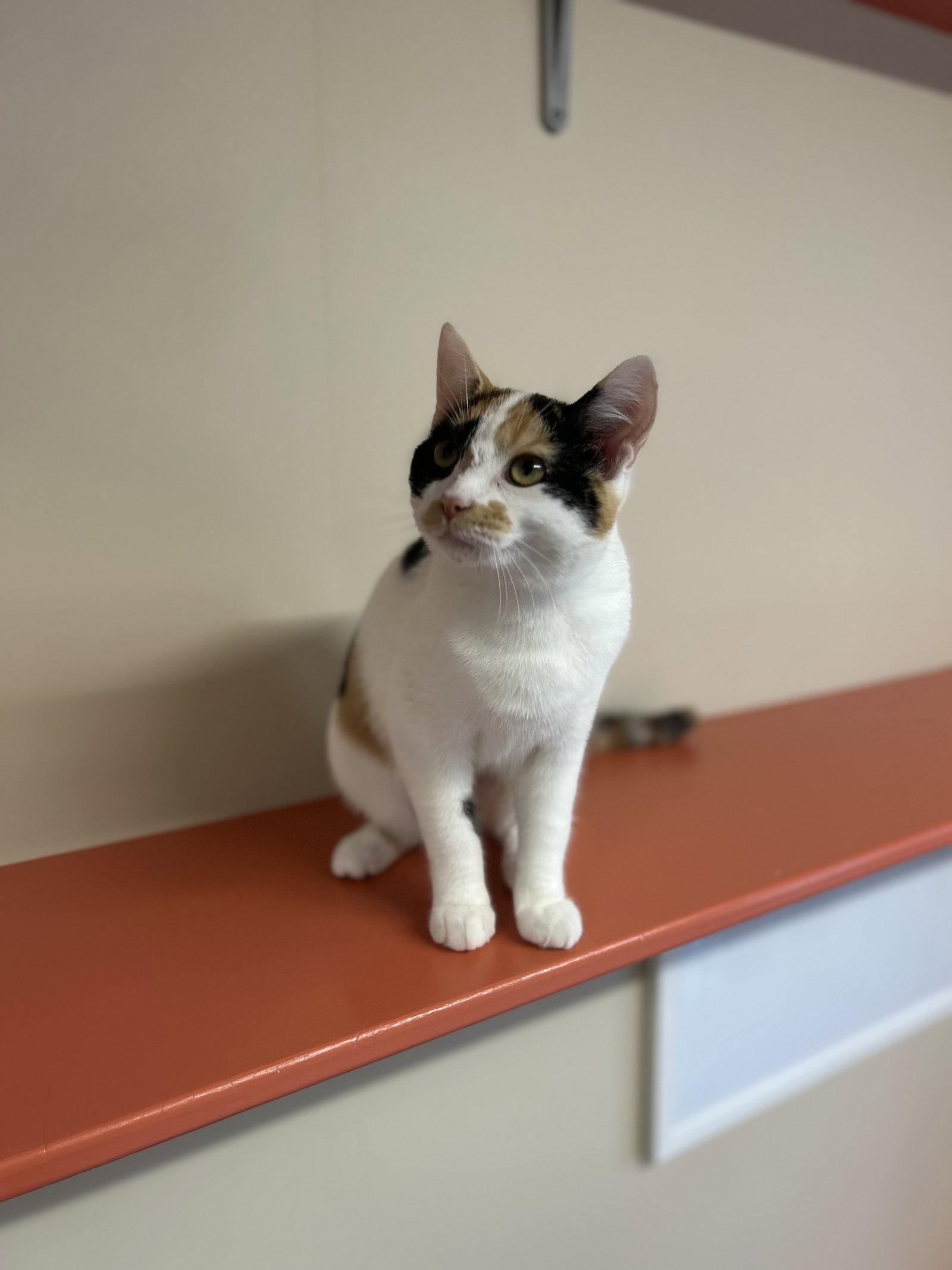 Enlarge Bernadette, a Adoptable Domestic Short Hair in Arlington, VT image 1/3