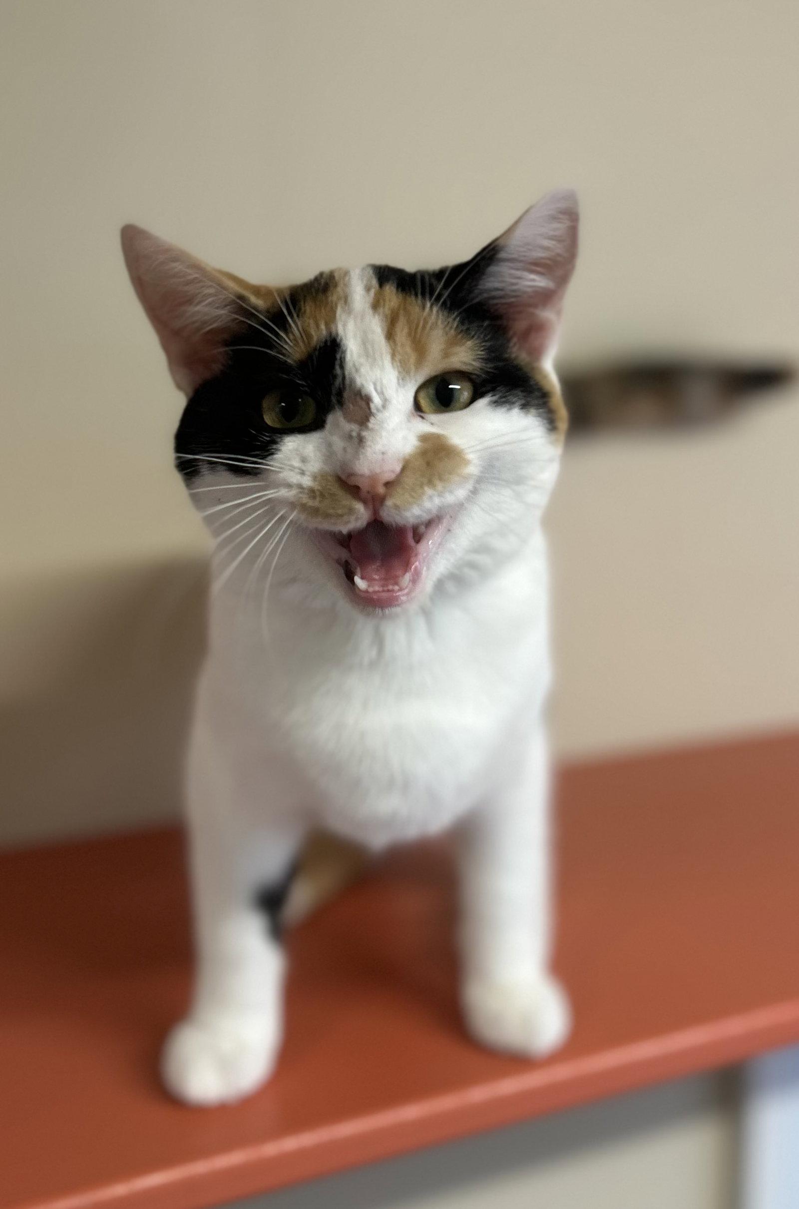 Enlarge Bernadette, a Adoptable Domestic Short Hair in Arlington, VT image 2/3