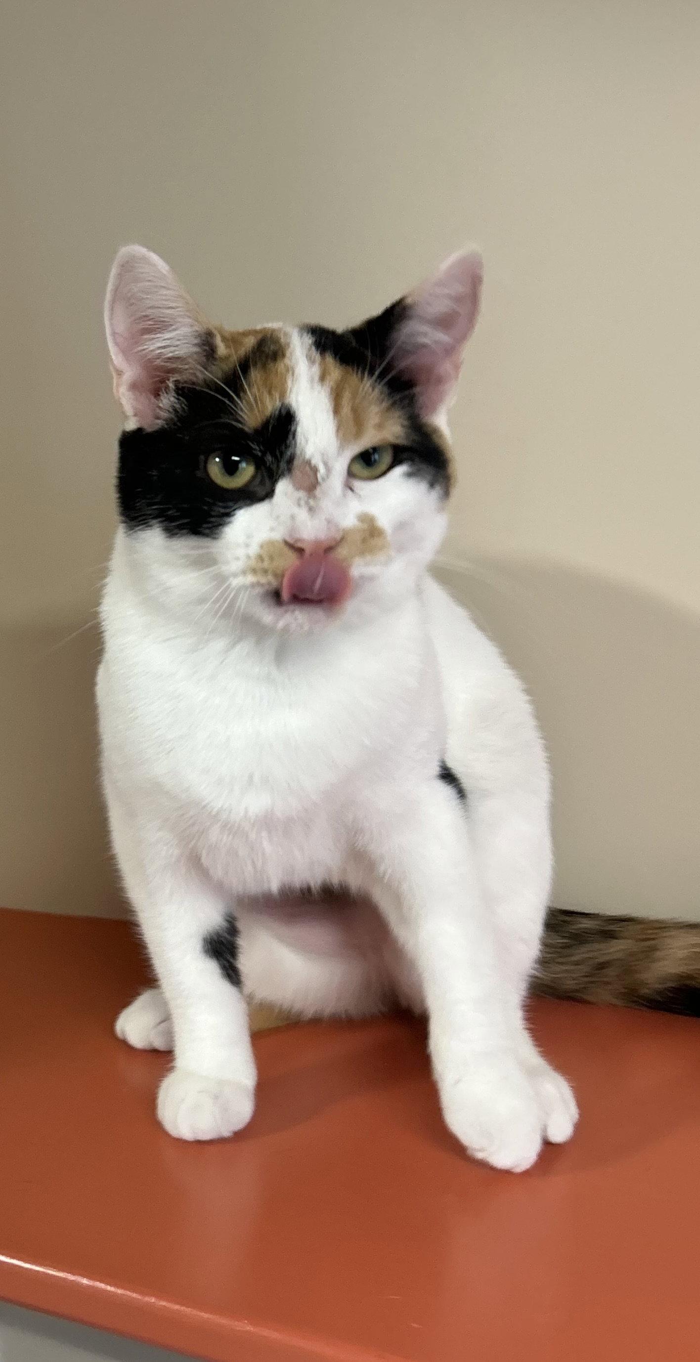 Enlarge Bernadette, a Adoptable Domestic Short Hair in Arlington, VT image 3/3