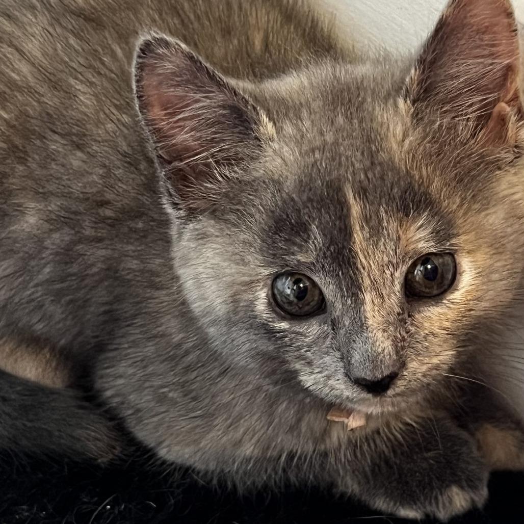 Willow, Adoptable, Kitten Female Domestic Short Hair.