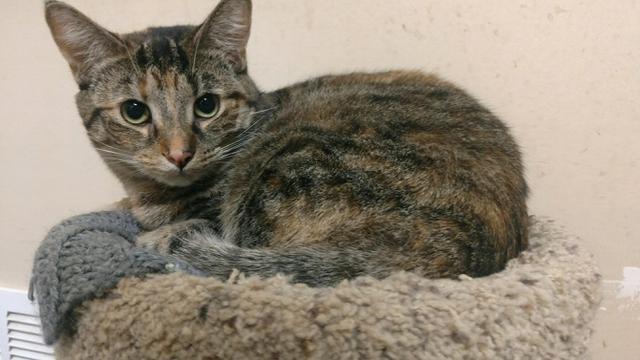 Sugar, Adoptable, Senior Female Domestic Short Hair.
