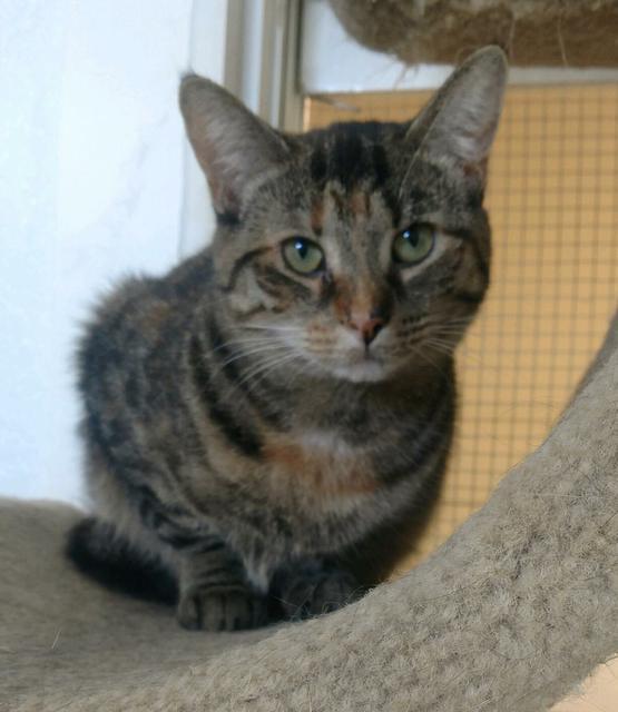 Enlarge Sugar, a Adoptable mixed breed in Saginaw, MI image 1/3
