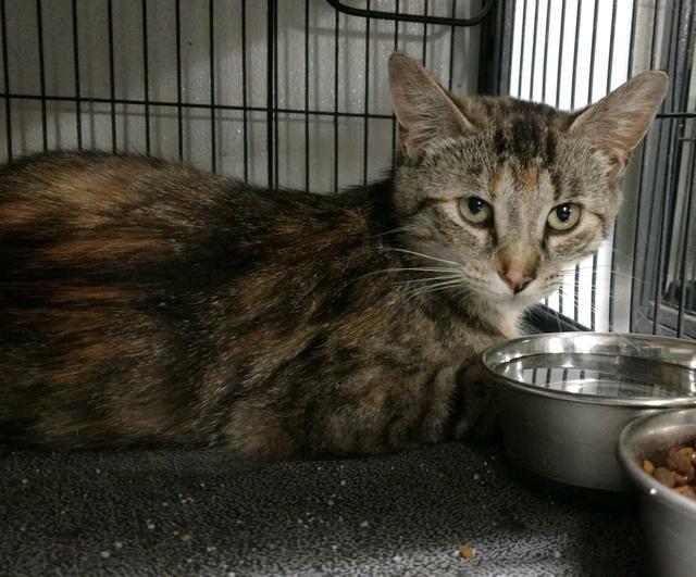 Enlarge Sugar, a Adoptable mixed breed in Saginaw, MI image 2/3