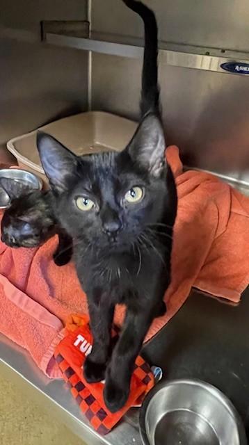 Midget, ADOPTABLE, Young Male Domestic Short Hair.