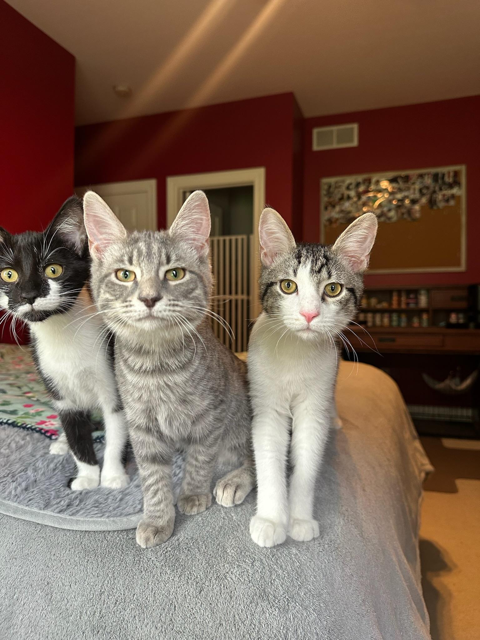 Mereoleona, a Adoptable Domestic Short Hair in Hartville, OH image 3/6