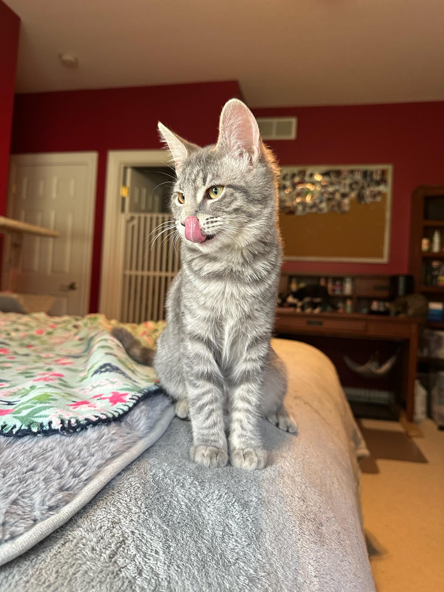 Mereoleona, a Adoptable Domestic Short Hair in Hartville, OH image 5/6