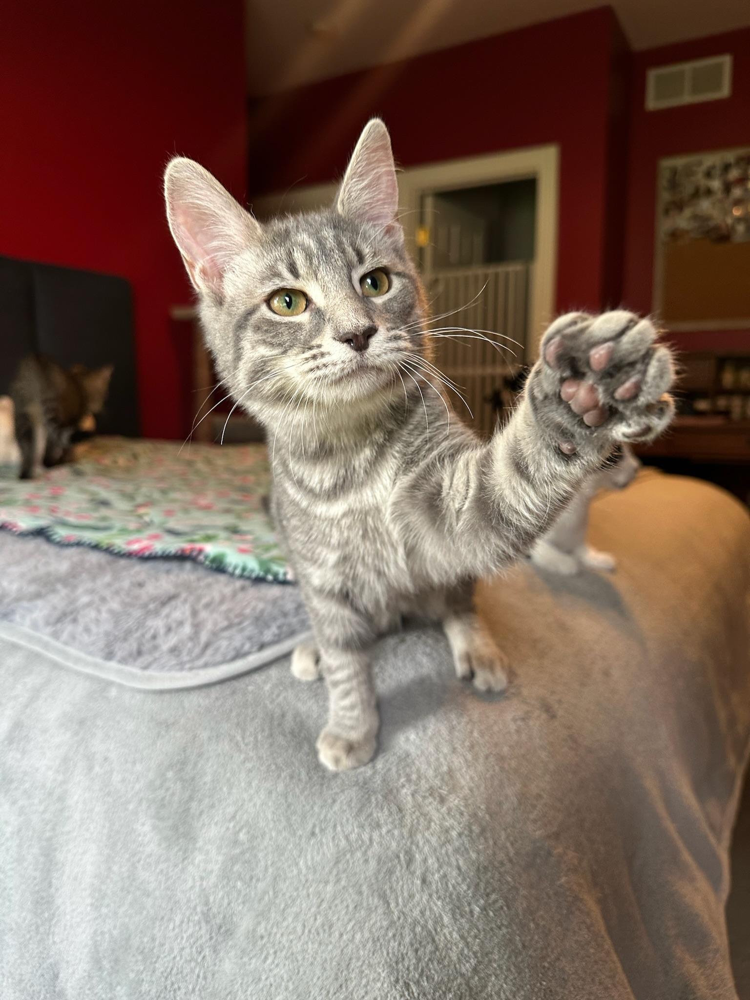 Mereoleona, a Adoptable Domestic Short Hair in Hartville, OH image 2/6