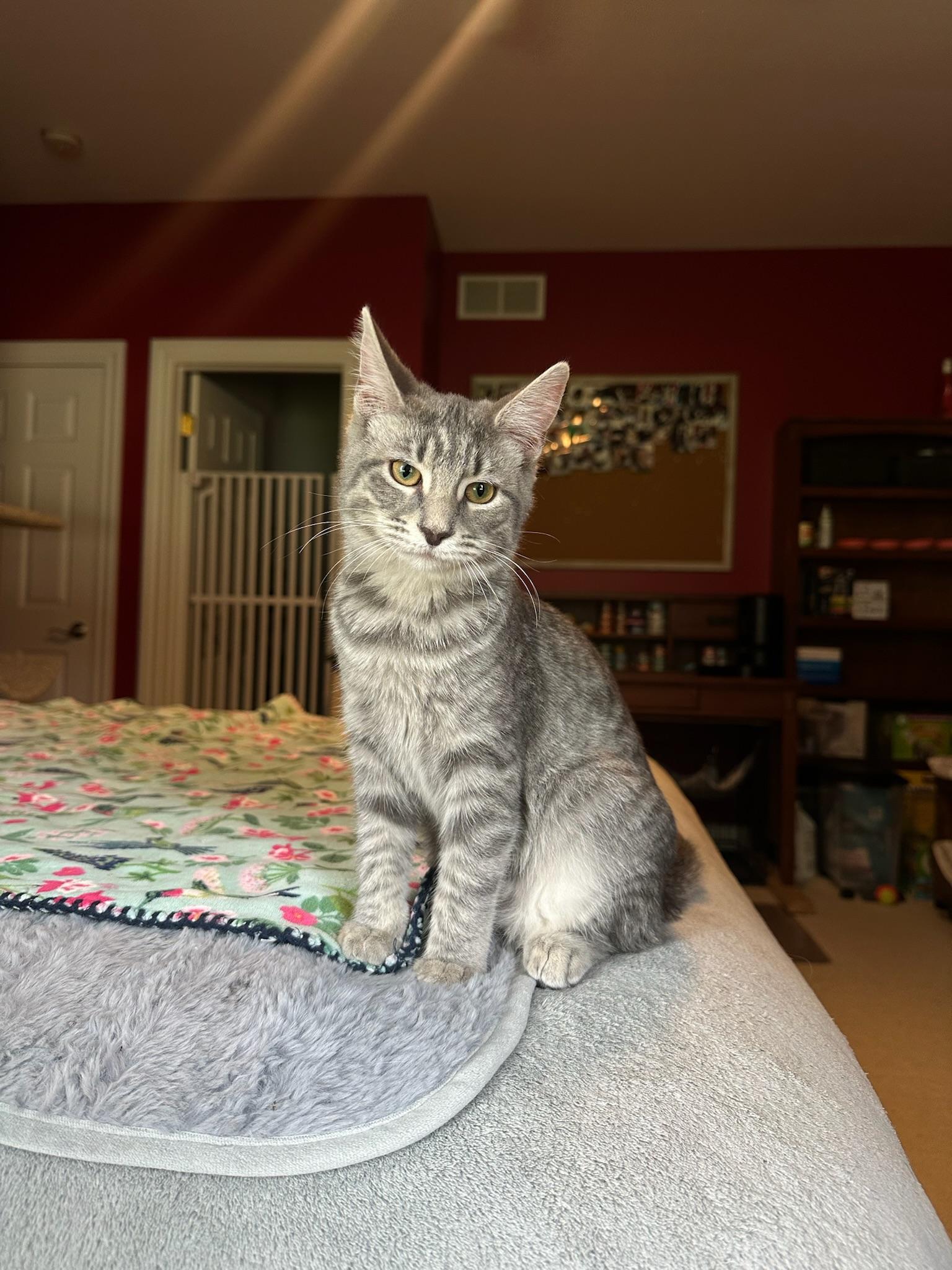 Mereoleona, a Adoptable Domestic Short Hair in Hartville, OH image 4/6