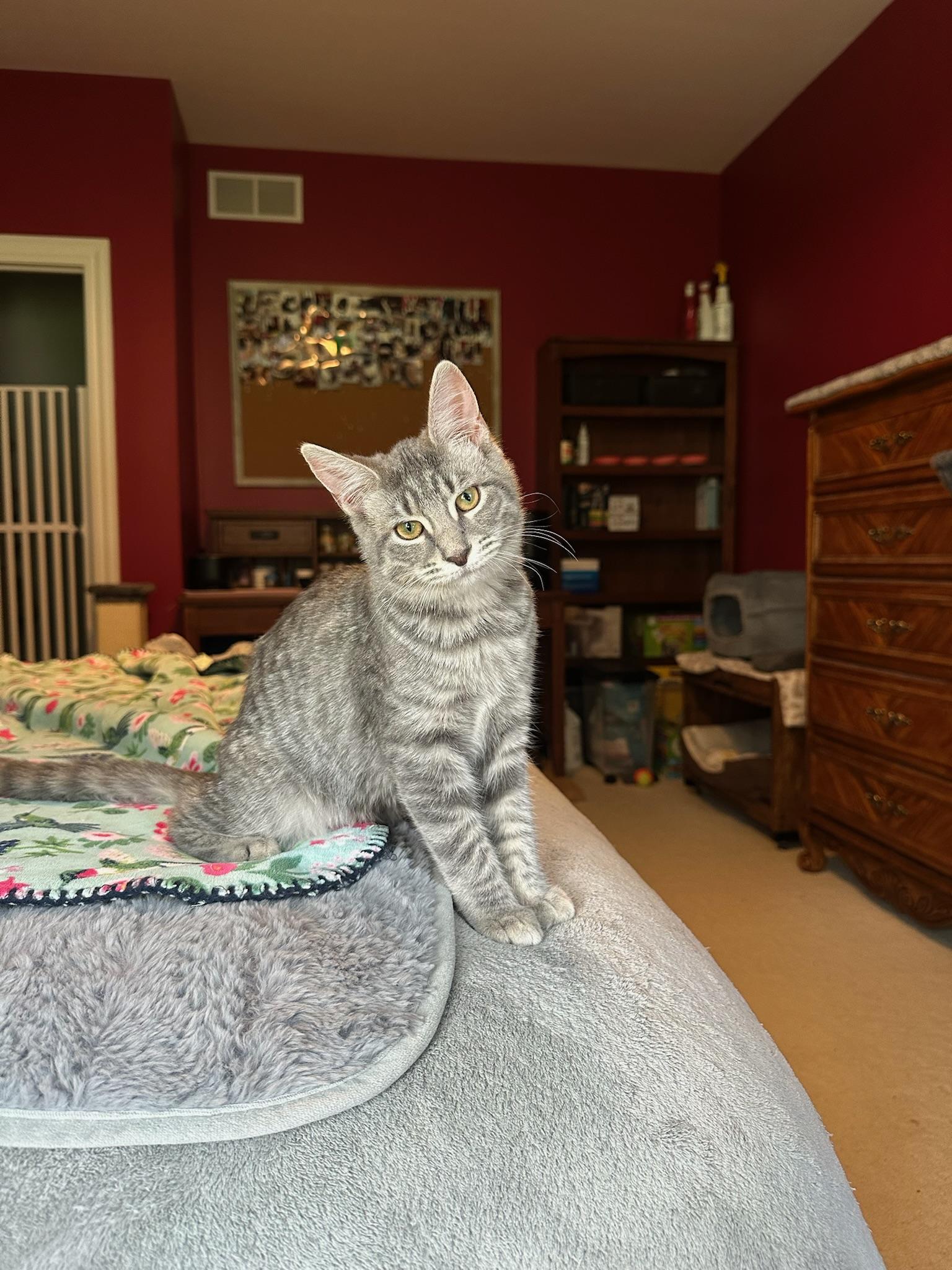Mereoleona, Adoptable, Kitten Female Domestic Short Hair.