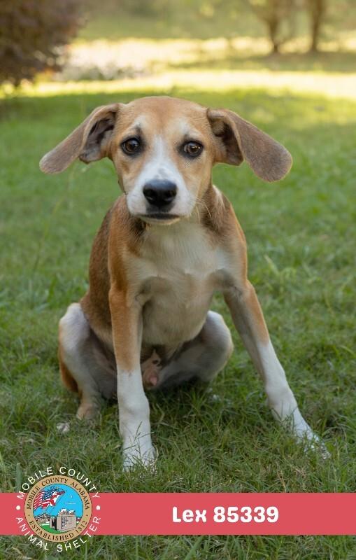 Enlarge Lex, a Adoptable Mixed Breed in Mobile, AL image 1/2