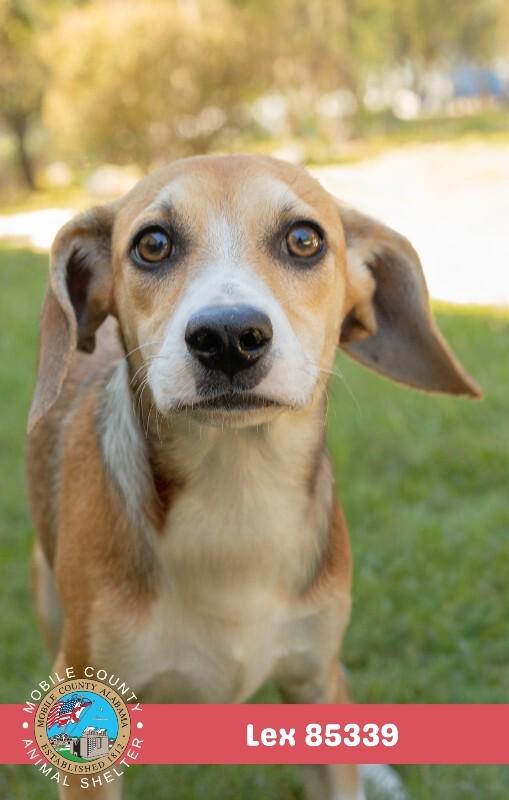 Enlarge Lex, a Adoptable Mixed Breed in Mobile, AL image 2/2