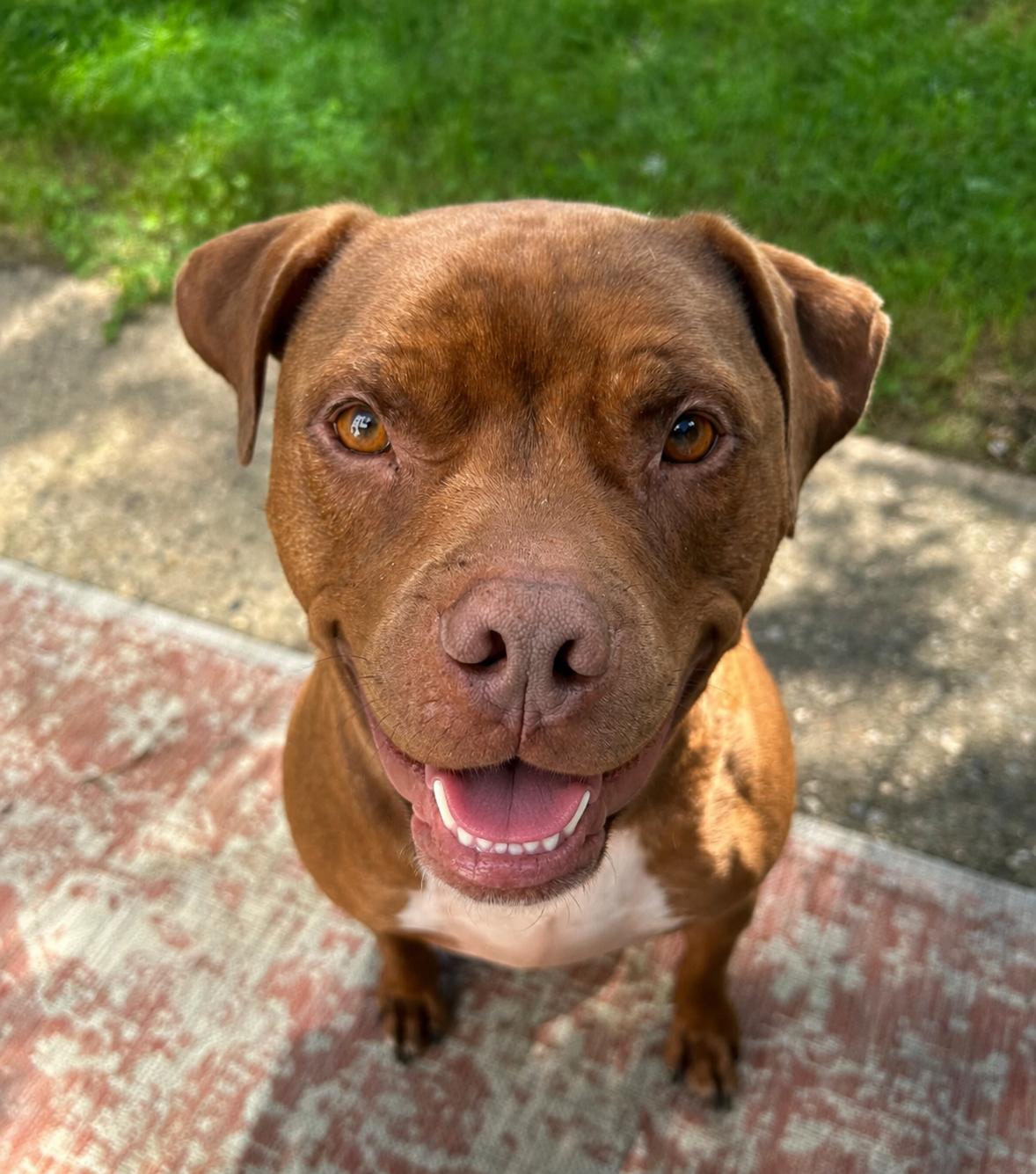 Enlarge Dante, a ADOPTABLE Boxer in Louisville, KY image 2/6