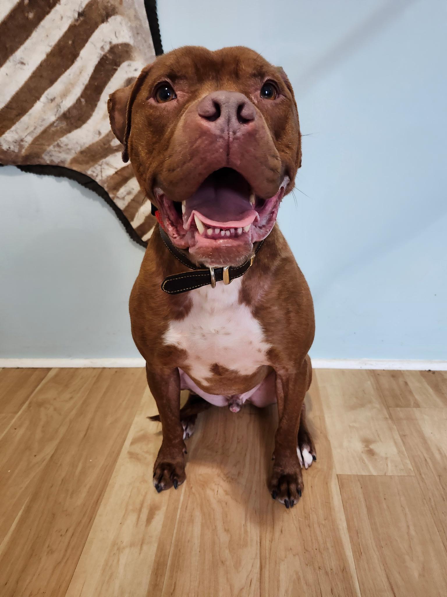 Dante, a ADOPTABLE Boxer in Louisville, KY image 4/6