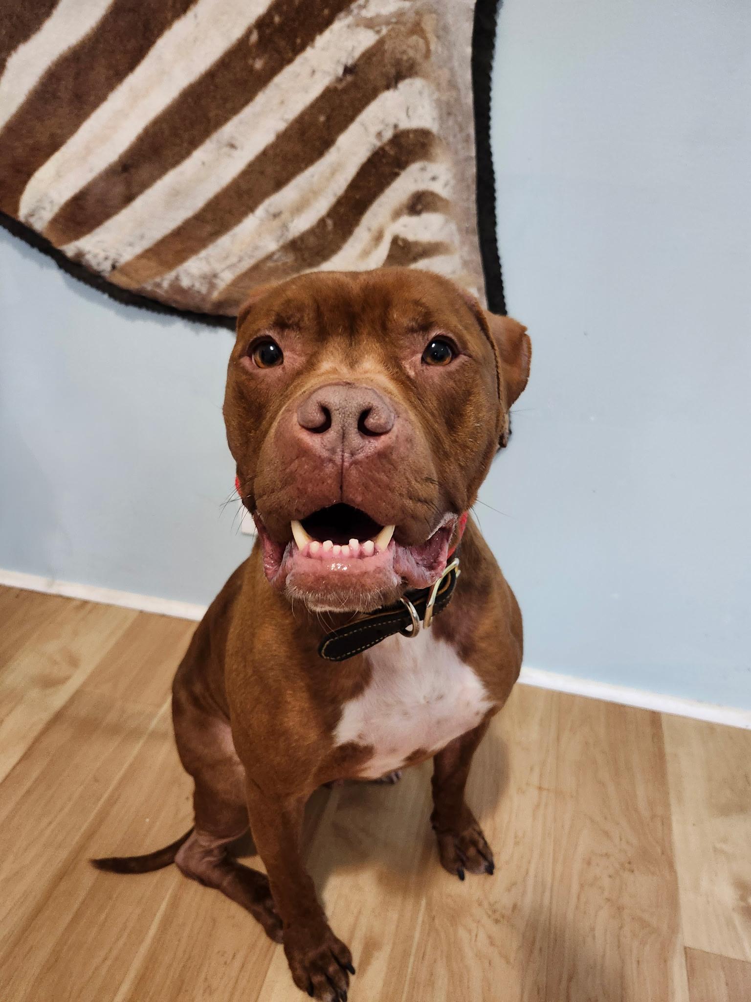 Dante, a ADOPTABLE Boxer in Louisville, KY image 3/6