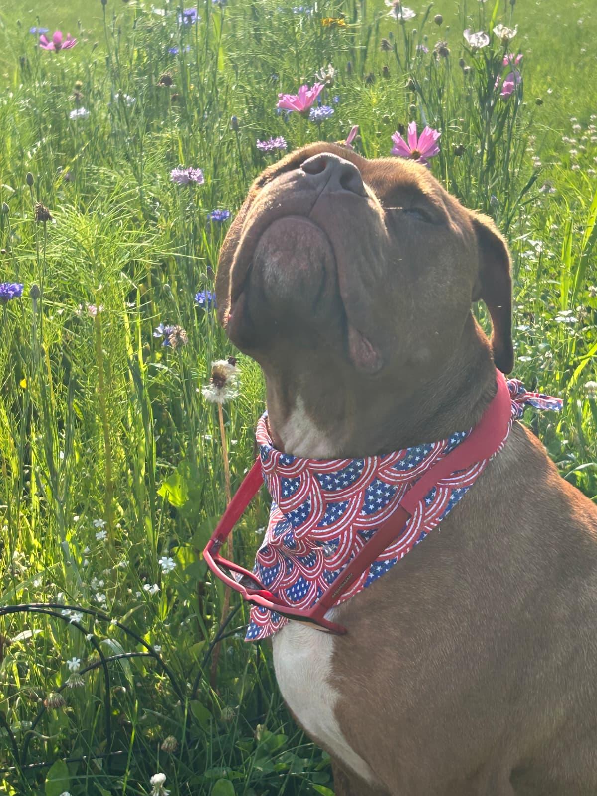 Enlarge Dante, a ADOPTABLE Boxer in Louisville, KY image 4/6
