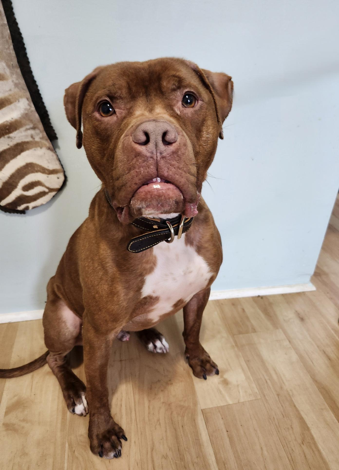 Dante, a ADOPTABLE Boxer in Louisville, KY image 5/6