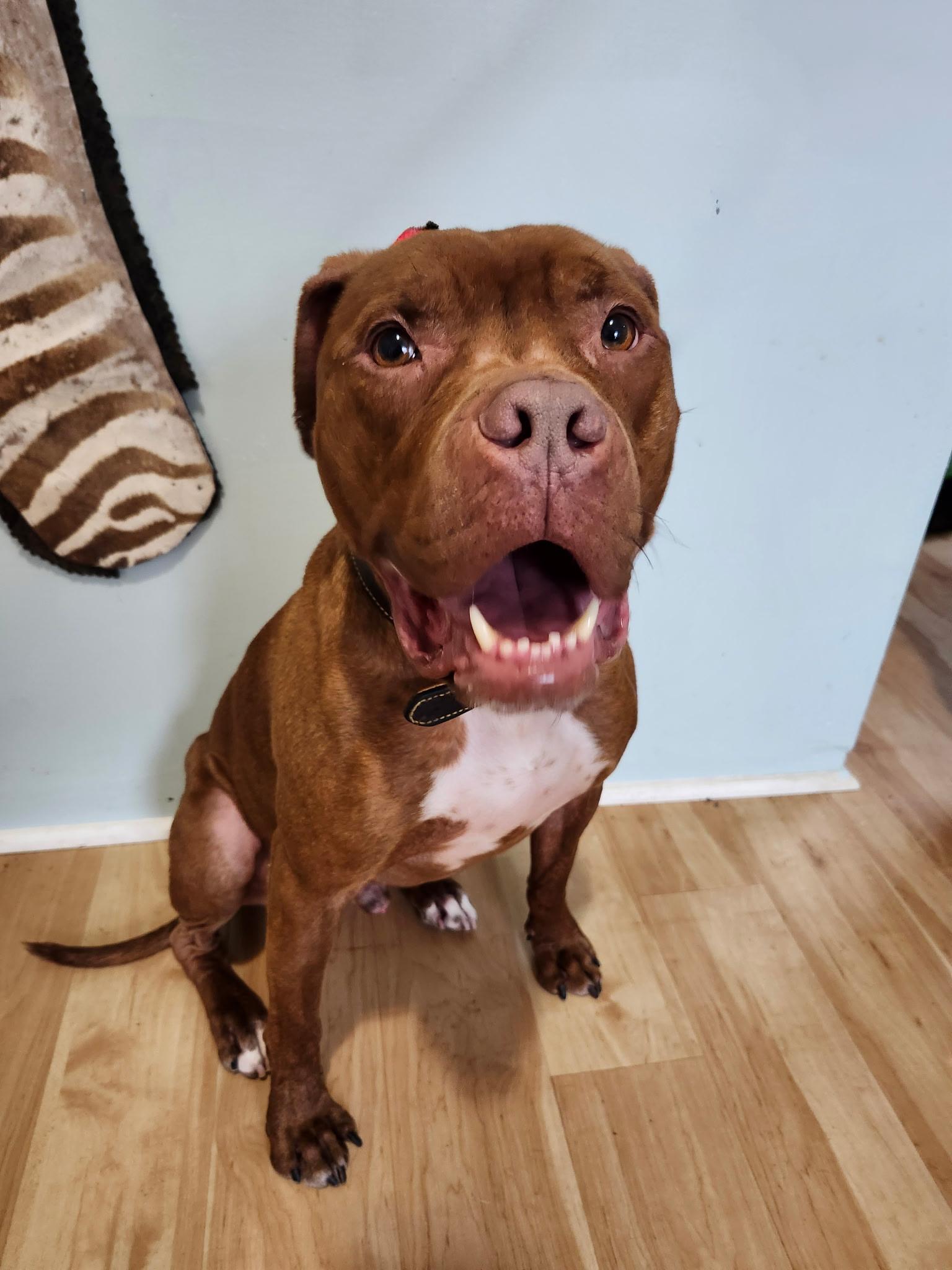 Dante, a ADOPTABLE Boxer in Louisville, KY image 6/6