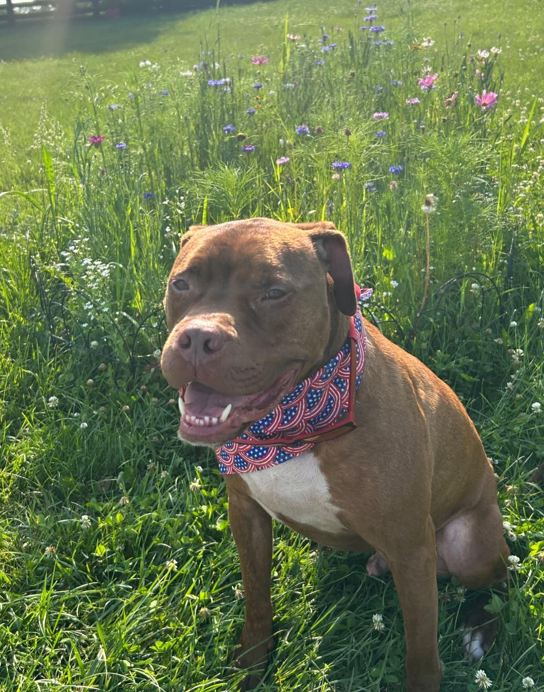 Enlarge Dante, a ADOPTABLE Boxer in Louisville, KY image 1/6