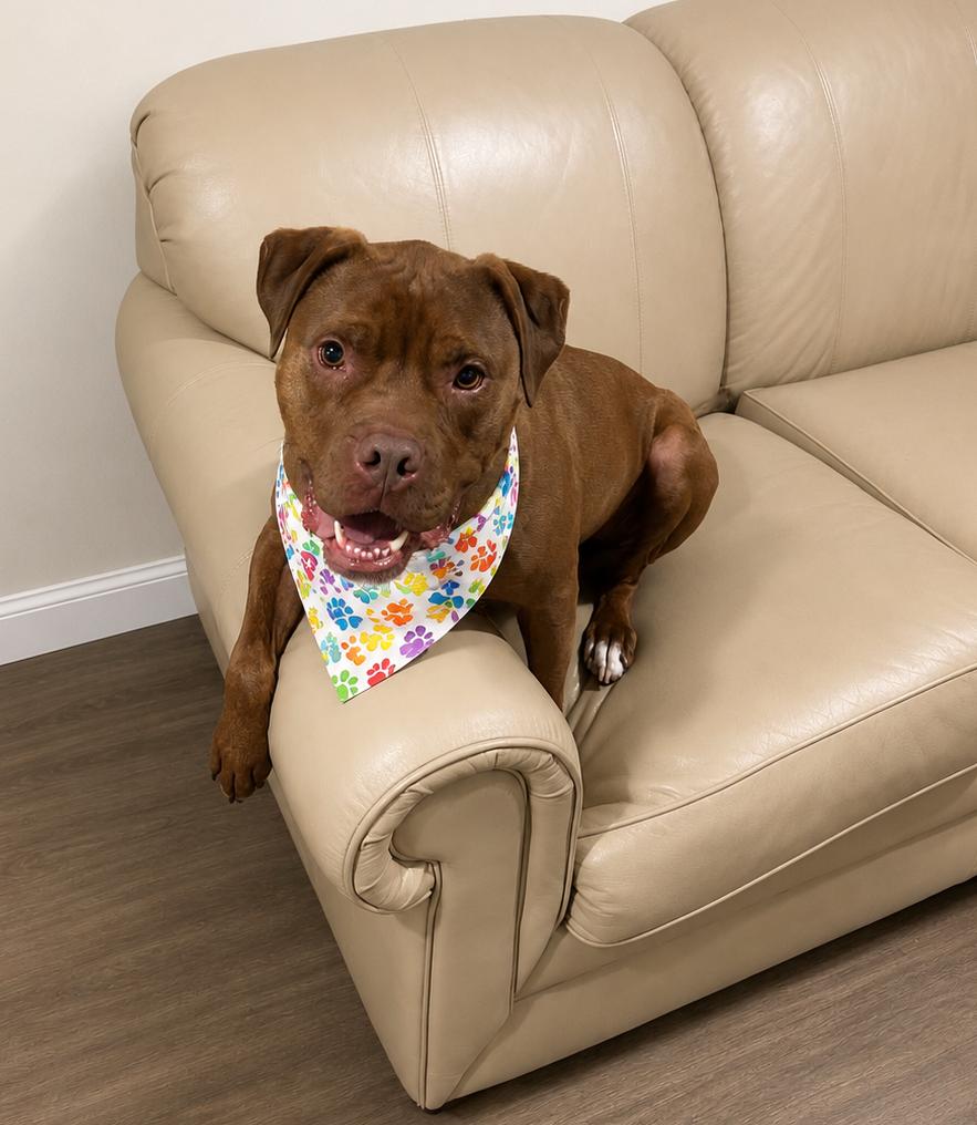 Enlarge Dante, a ADOPTABLE Boxer in Louisville, KY image 1/6