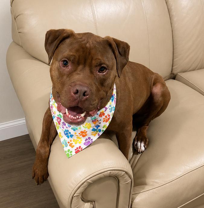 Enlarge Dante, a ADOPTABLE Boxer in Louisville, KY image 6/6