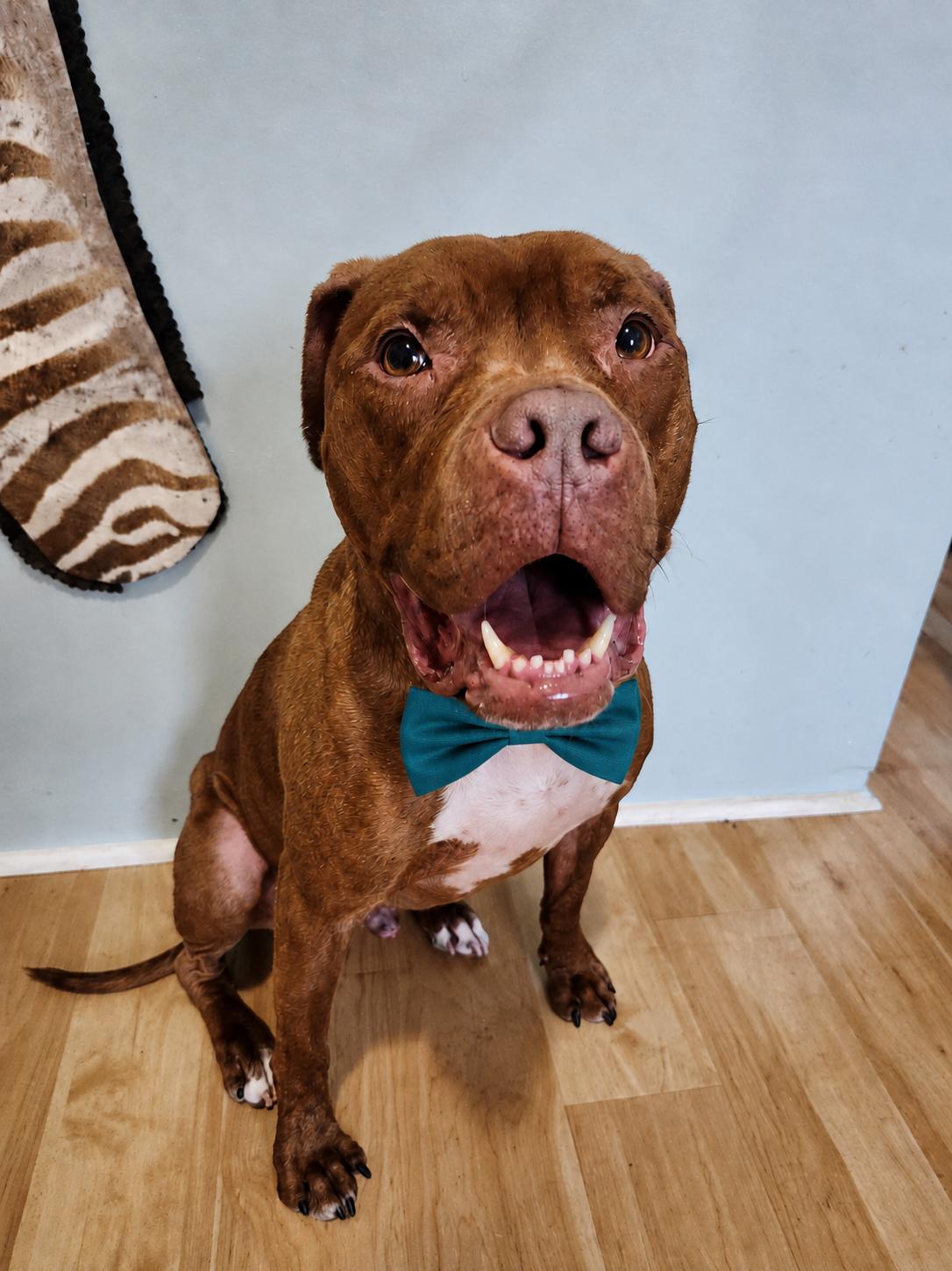Enlarge Dante, a ADOPTABLE Boxer in Louisville, KY image 6/6
