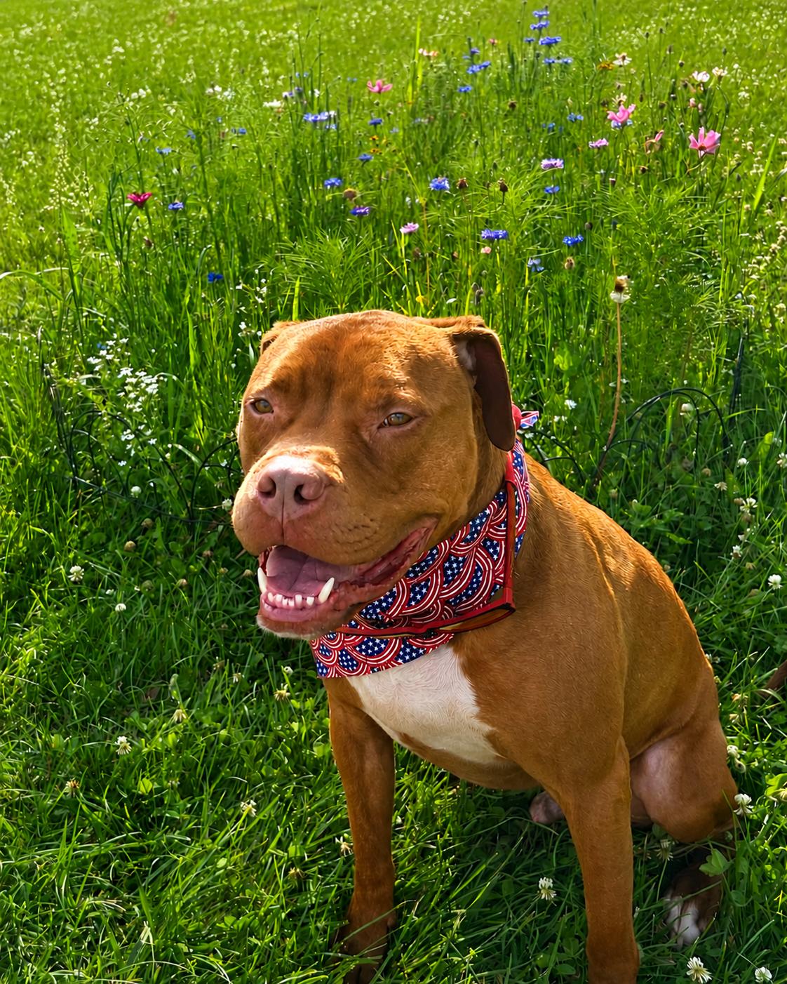Dante, ADOPTABLE, Young Male Boxer.