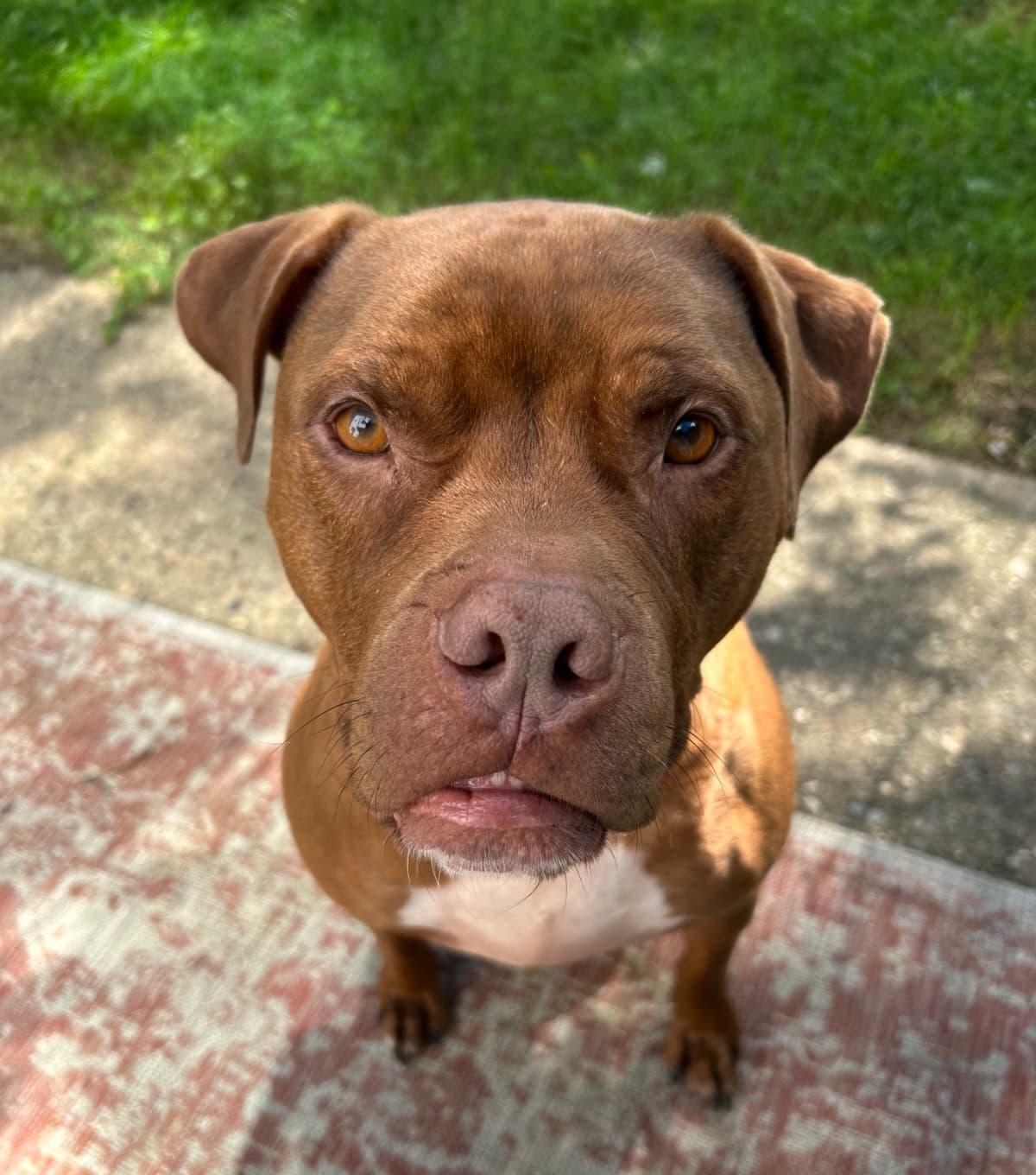 Enlarge Dante, a ADOPTABLE Boxer in Louisville, KY image 5/6