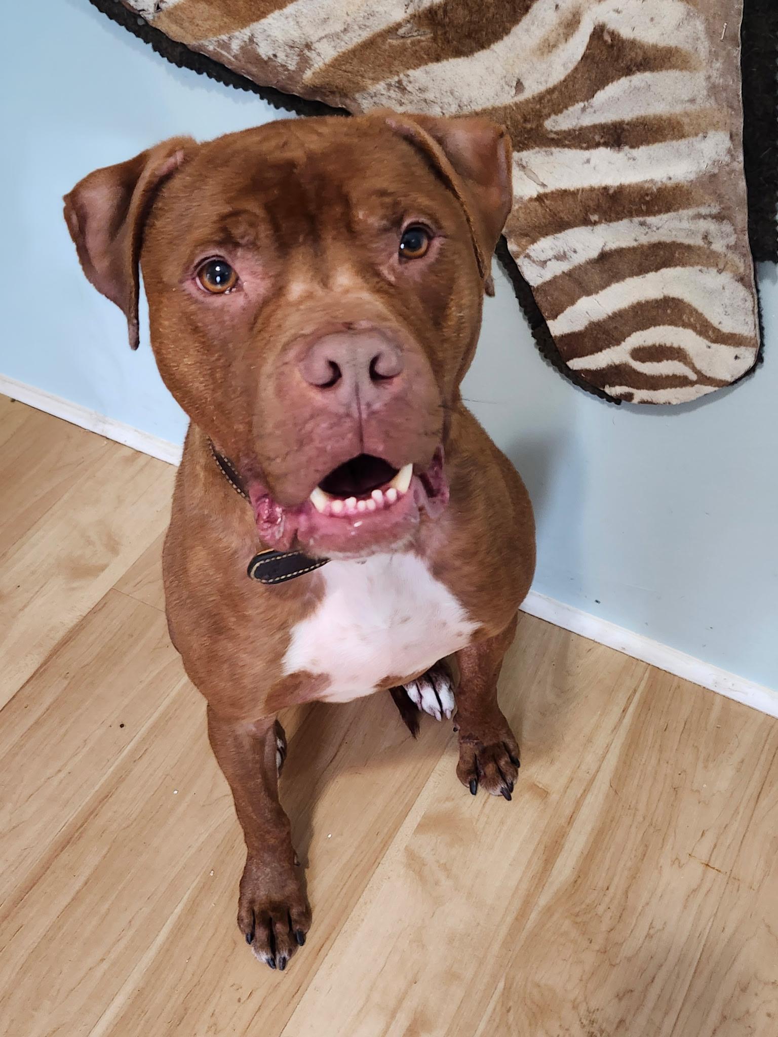 Dante, a ADOPTABLE Boxer in Louisville, KY image 2/6