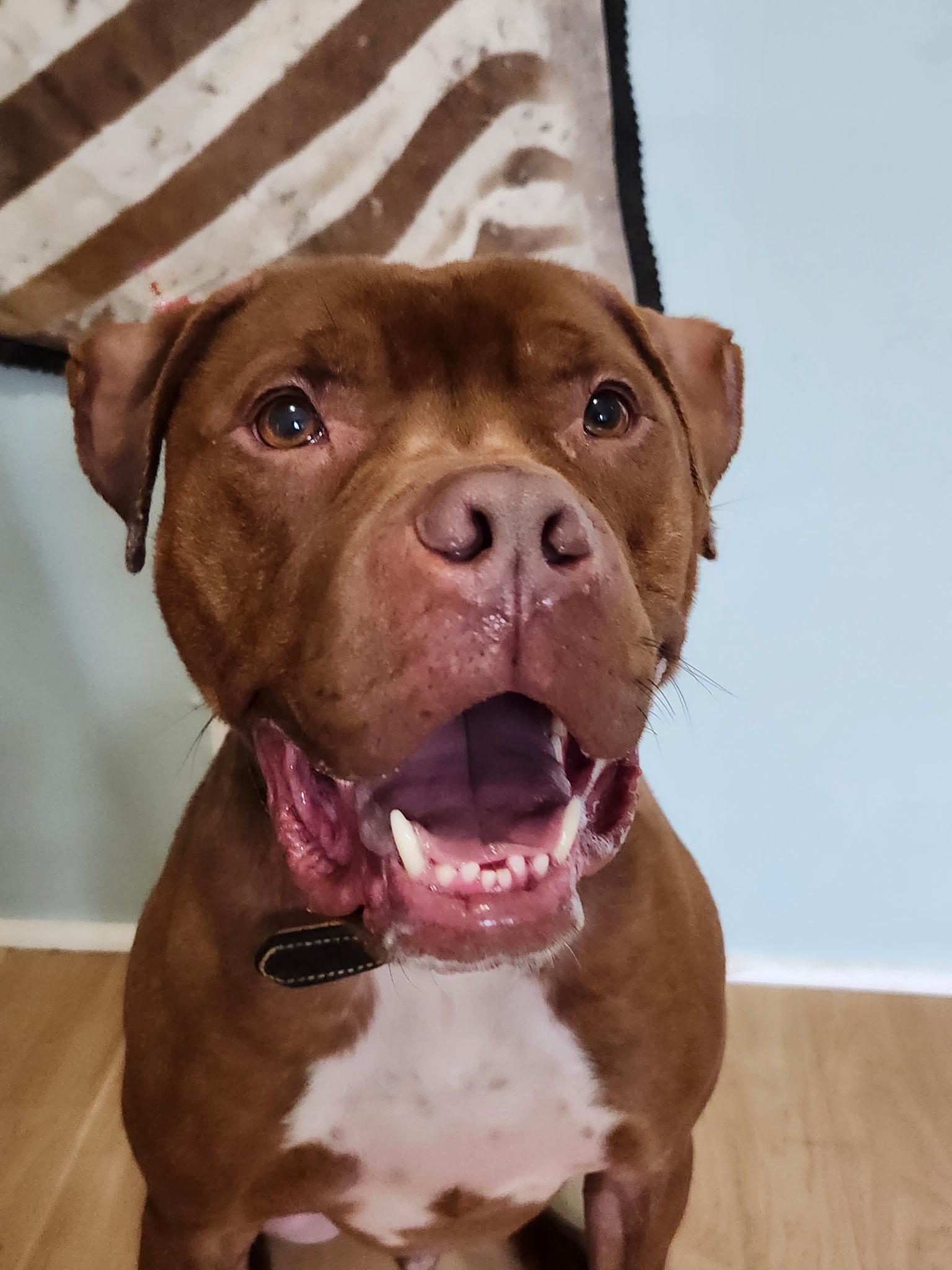 Dante, ADOPTABLE, Young Male Boxer.