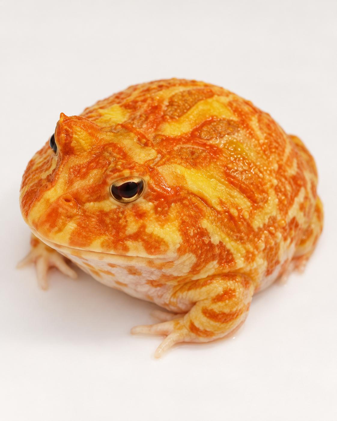 Butterscotch, Adoptable, Young Unknown Horned Frog.