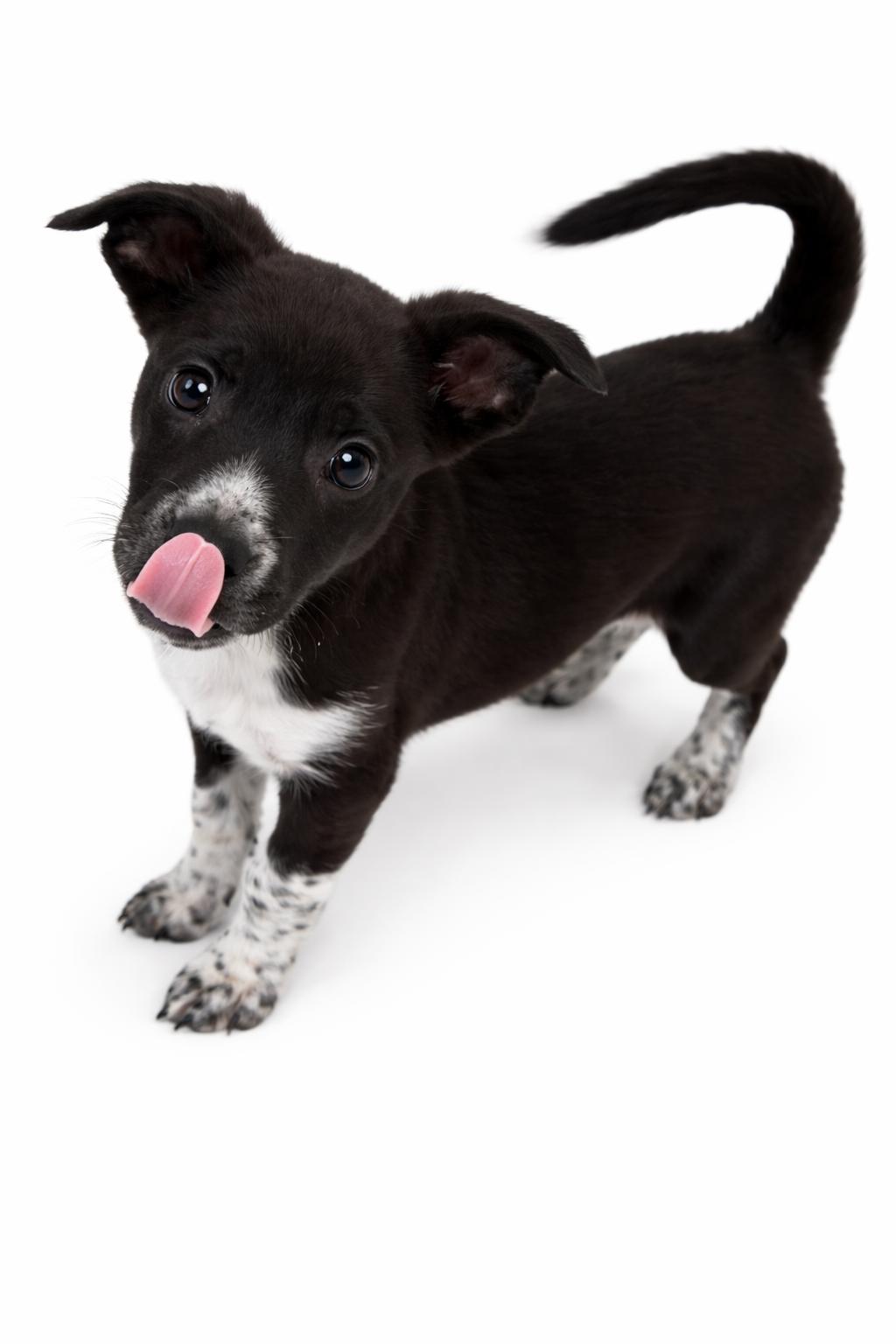 Rosie, a ADOPTABLE mixed breed in Carver, MA image 3/3