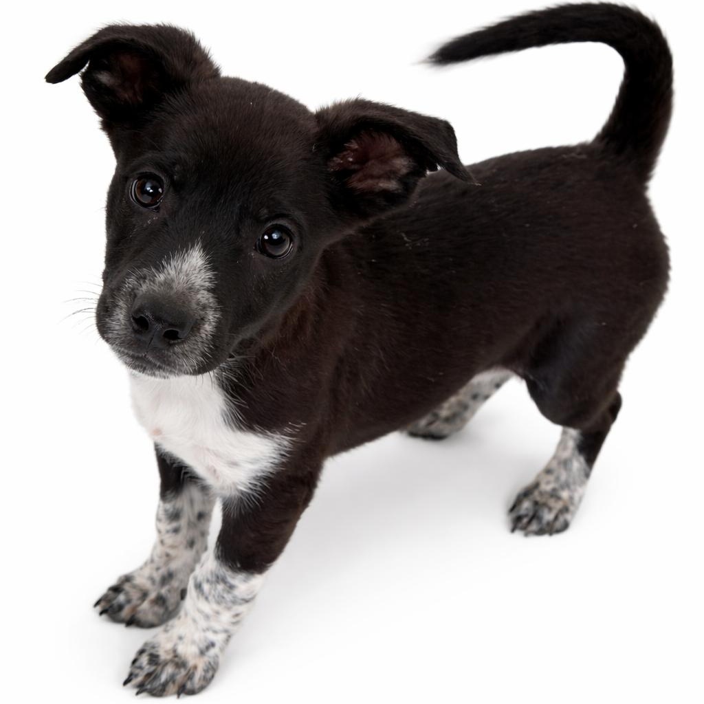 Rosie, a ADOPTABLE mixed breed in Carver, MA image 1/3