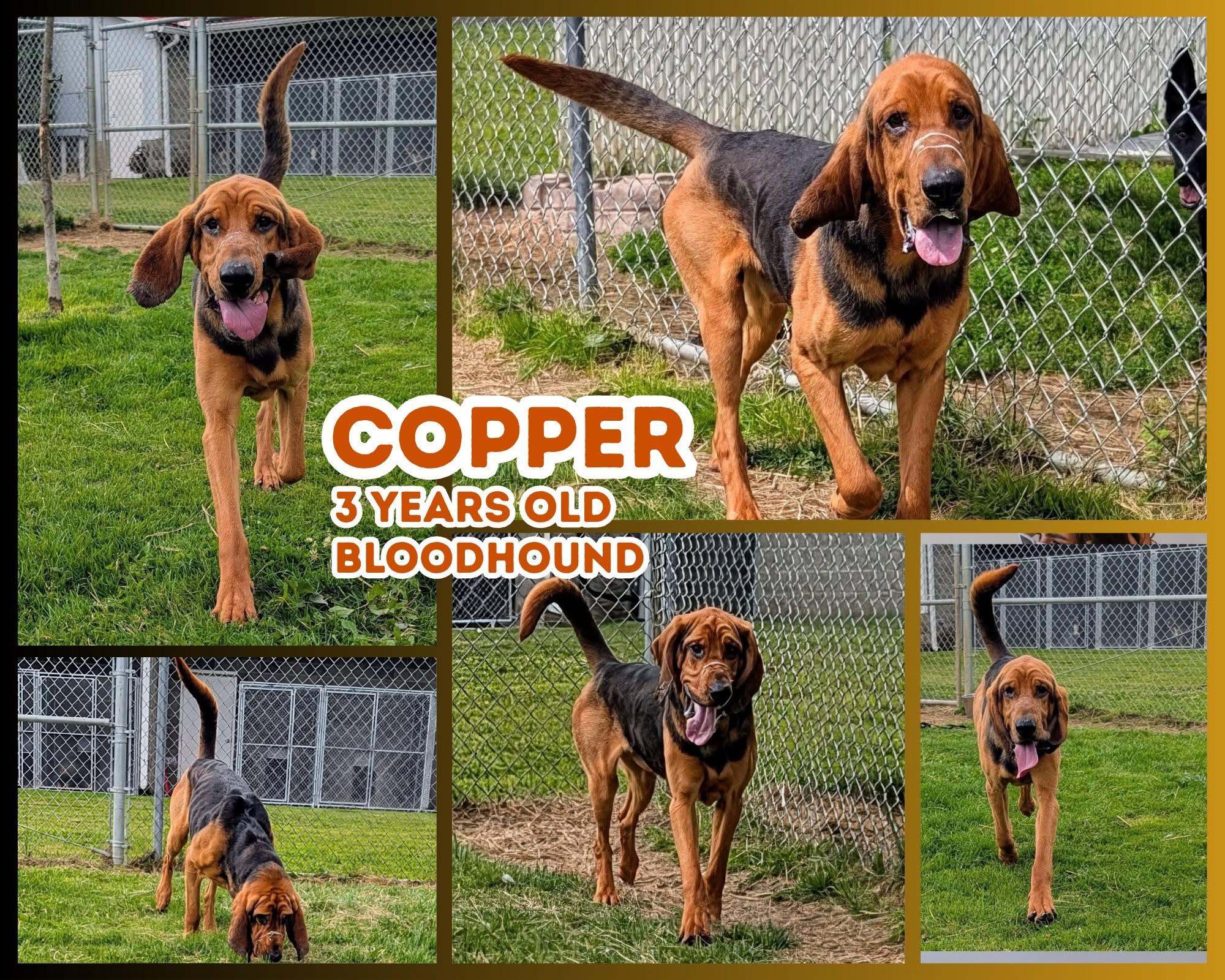 Copper, ADOPTABLE, Adult Male Bloodhound.