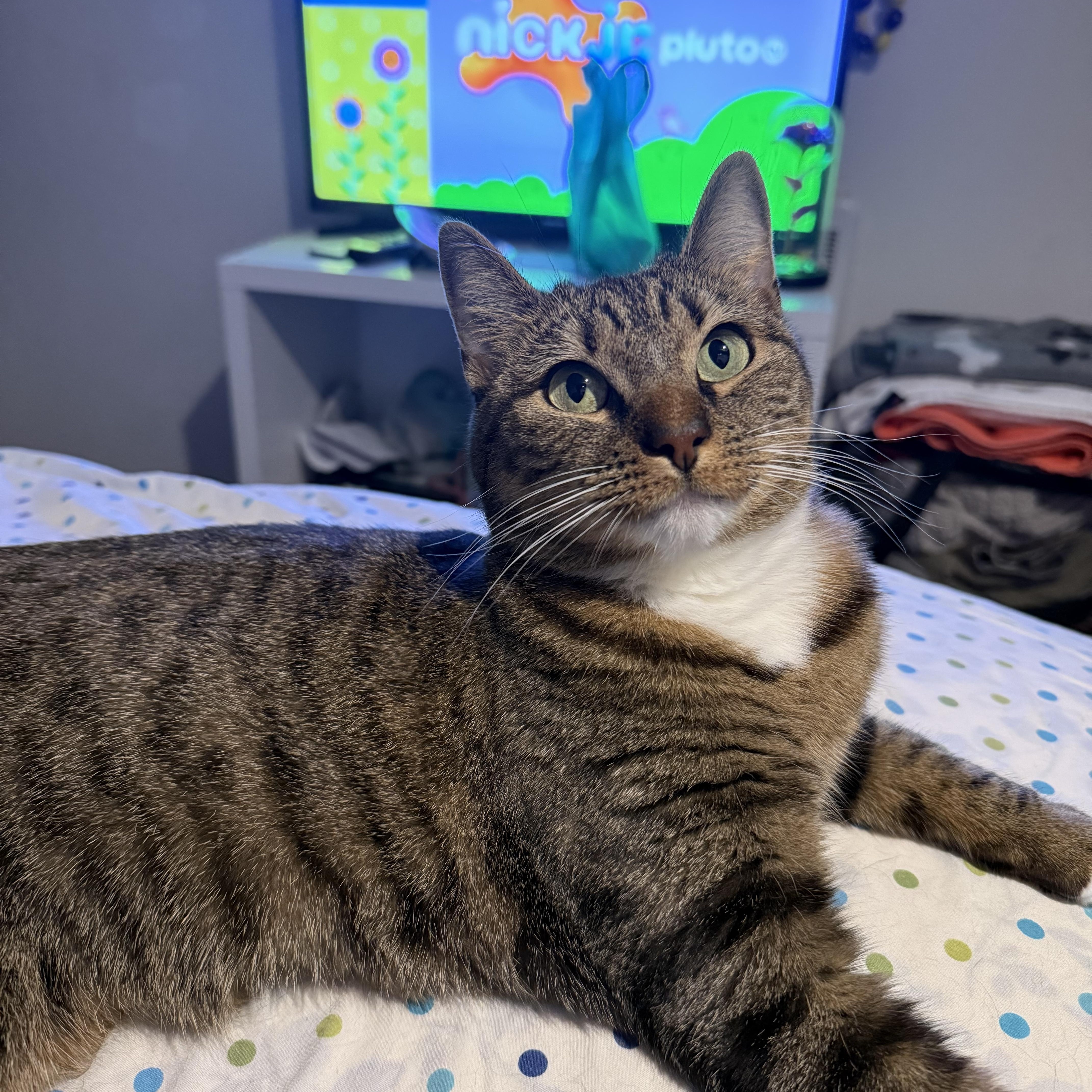 Enlarge MJ, a Adoptable Domestic Short Hair in Philadelphia, PA image 1/6