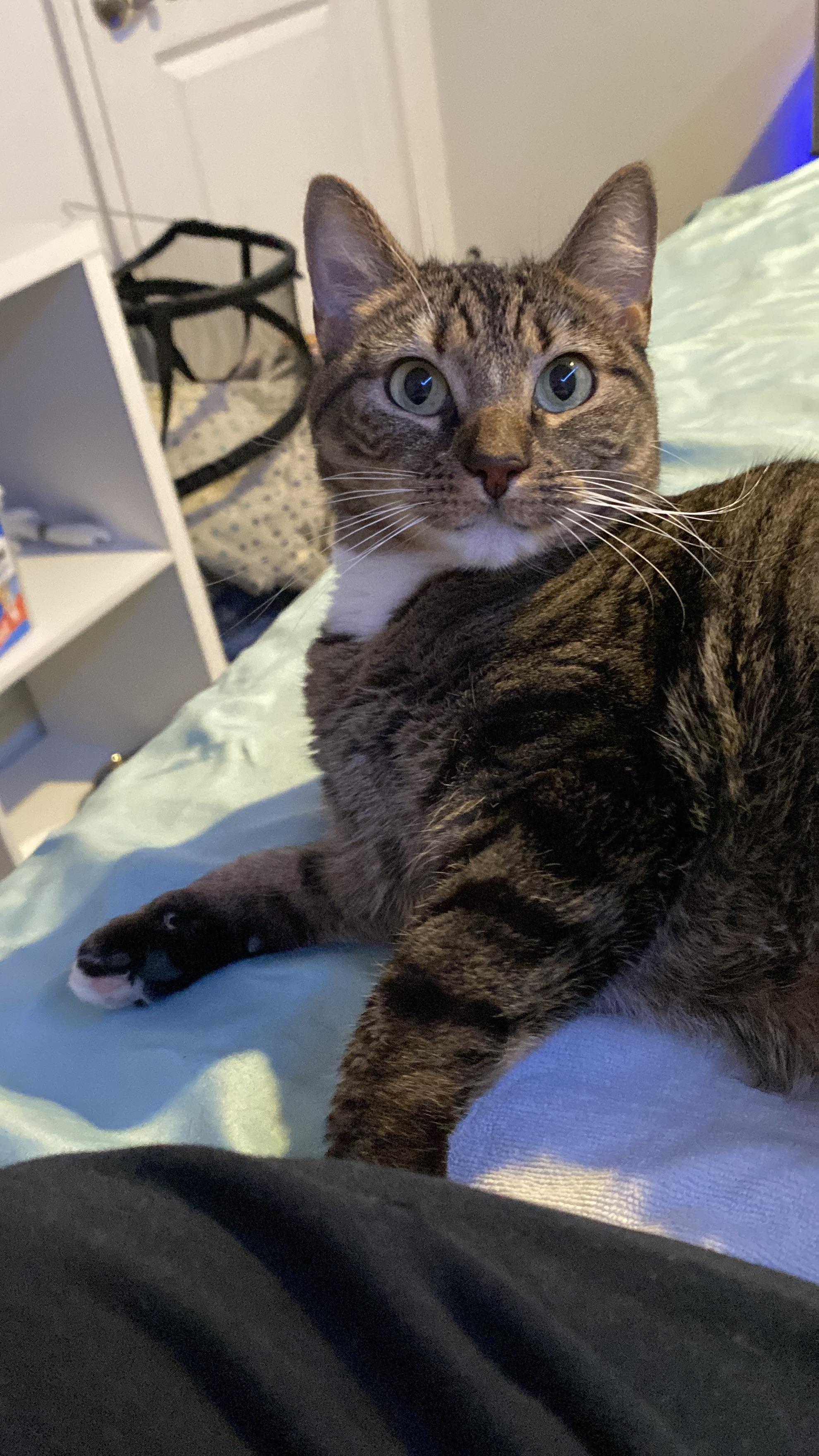 Enlarge MJ, a Adoptable Domestic Short Hair in Philadelphia, PA image 5/6