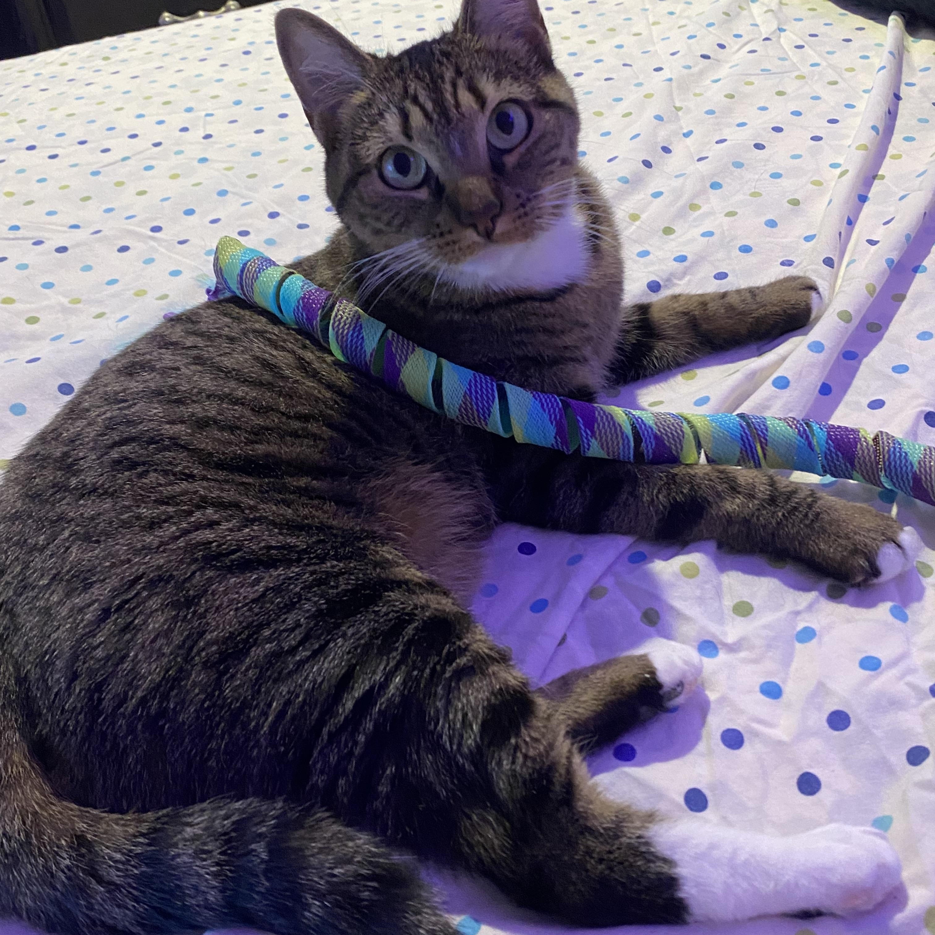 Enlarge MJ, a Adoptable Domestic Short Hair in Philadelphia, PA image 2/6