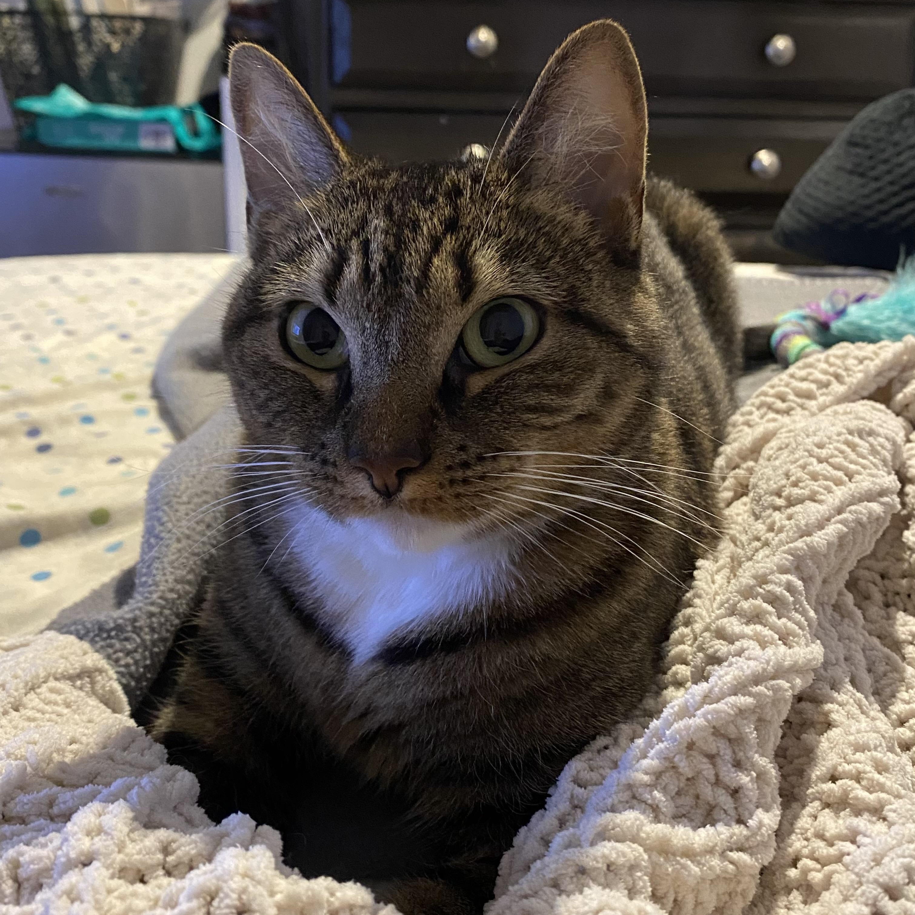 Enlarge MJ, a Adoptable Domestic Short Hair in Philadelphia, PA image 4/6