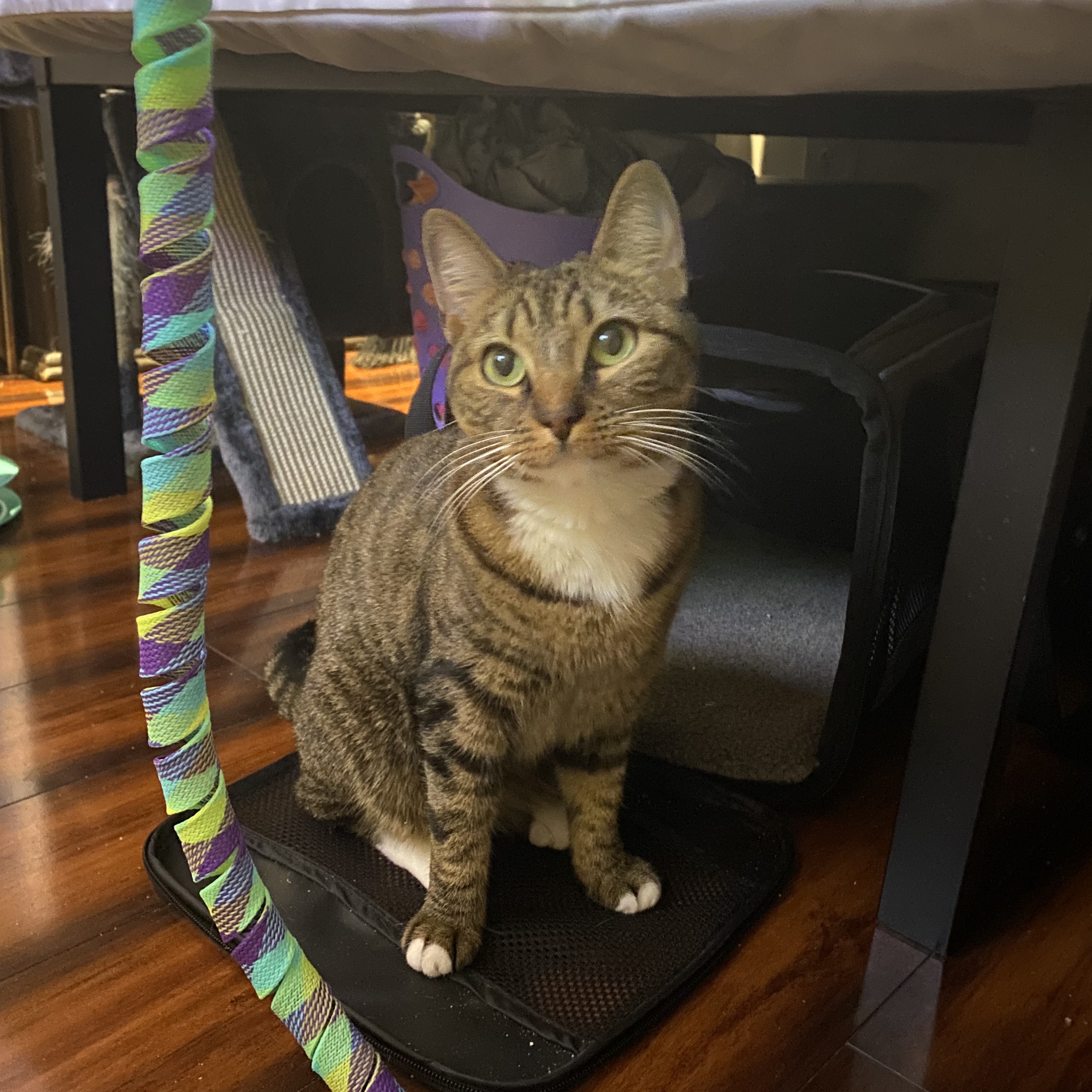 Enlarge MJ, a Adoptable Domestic Short Hair in Philadelphia, PA image 3/6