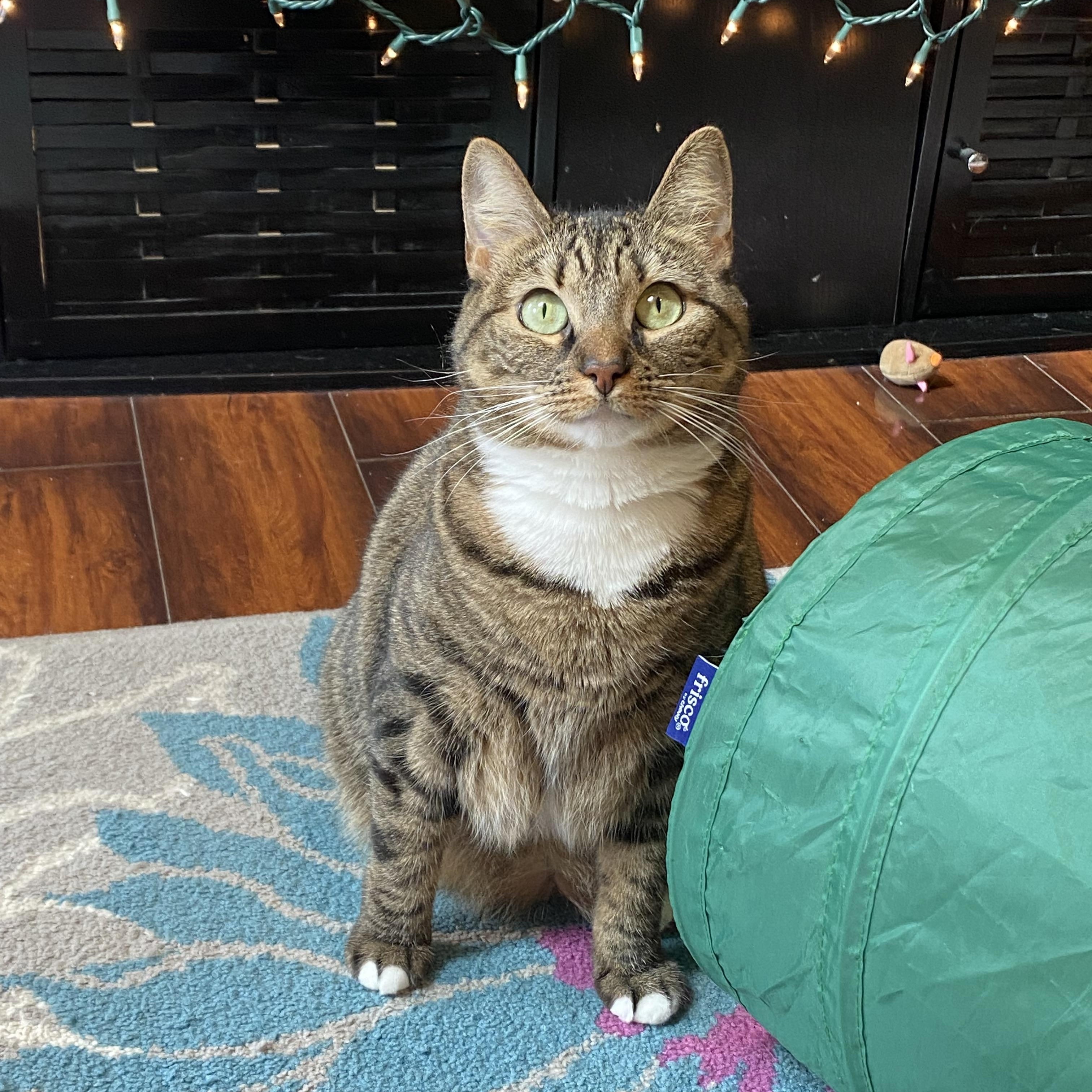 MJ, Adoptable, Adult Female Domestic Short Hair.
