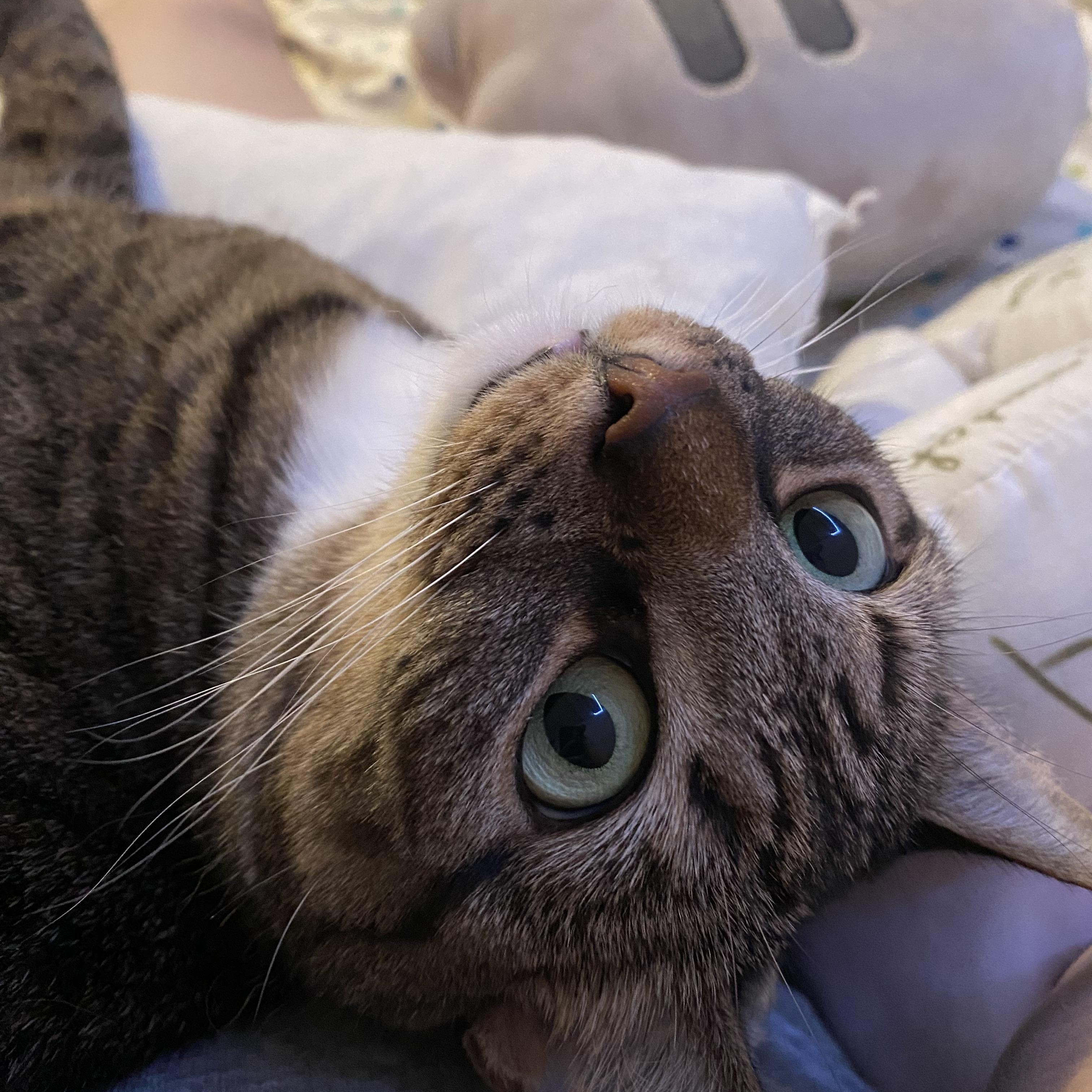 Enlarge MJ, a Adoptable Domestic Short Hair in Philadelphia, PA image 6/6
