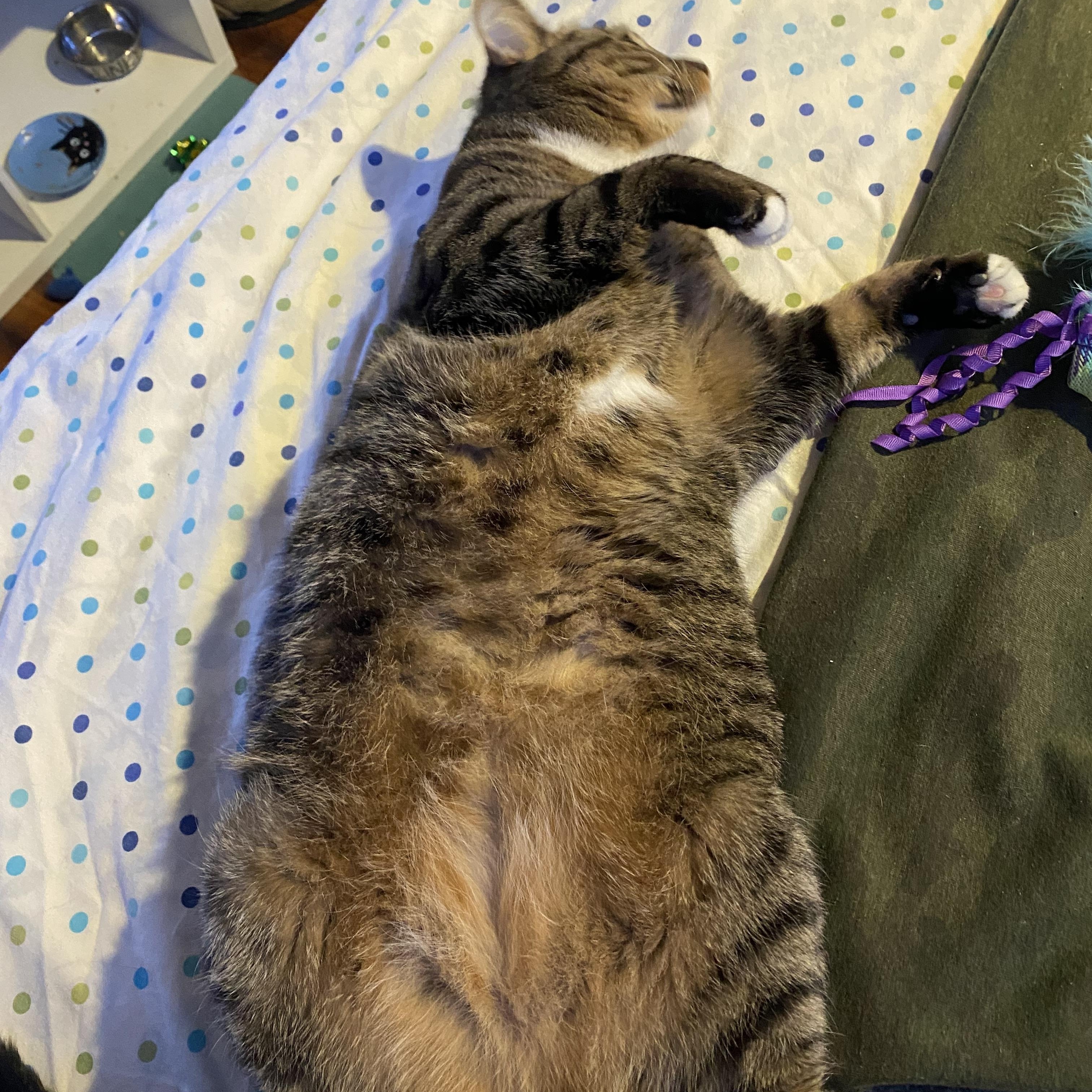 Enlarge MJ, a Adoptable Domestic Short Hair in Philadelphia, PA image 6/6