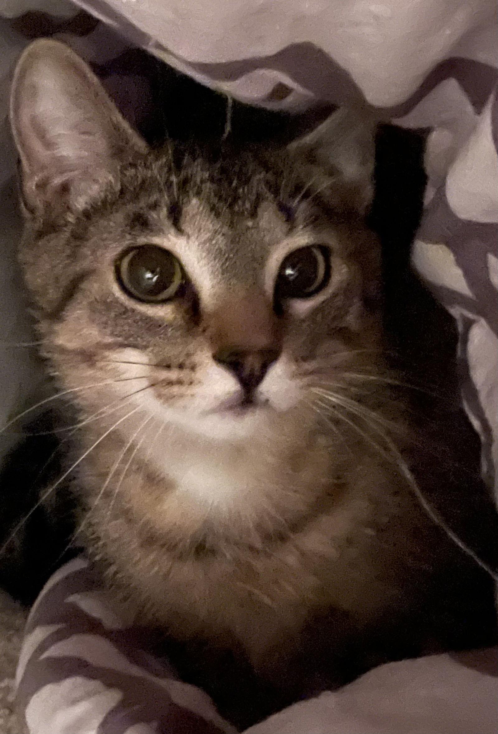 Sprite, Adoptable, Young Male Tabby & Domestic Short Hair.