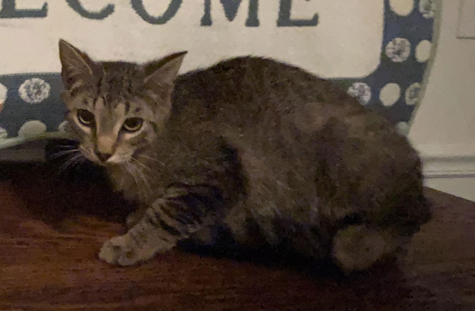 Sprite, a Adoptable mixed breed in Lexington, SC image 3/3